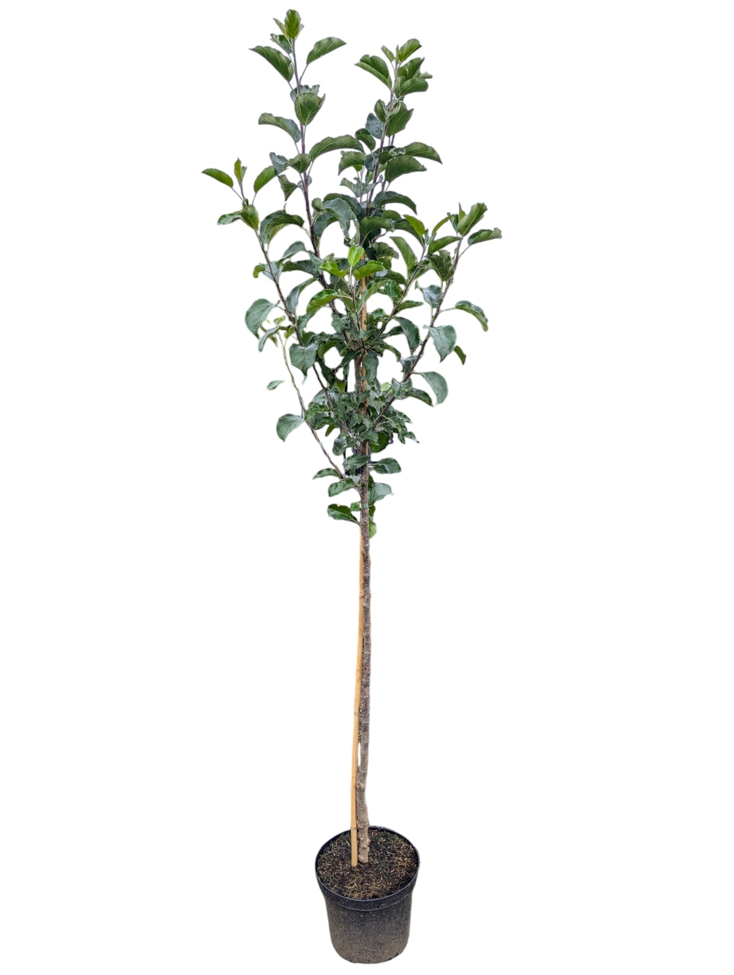 Apfelbaum „Kaiser Wilhelm“ | historische Sorte seit 1864 | besonders aromatisch & sehr robust | winterhart | Apfelpflanze im Topf