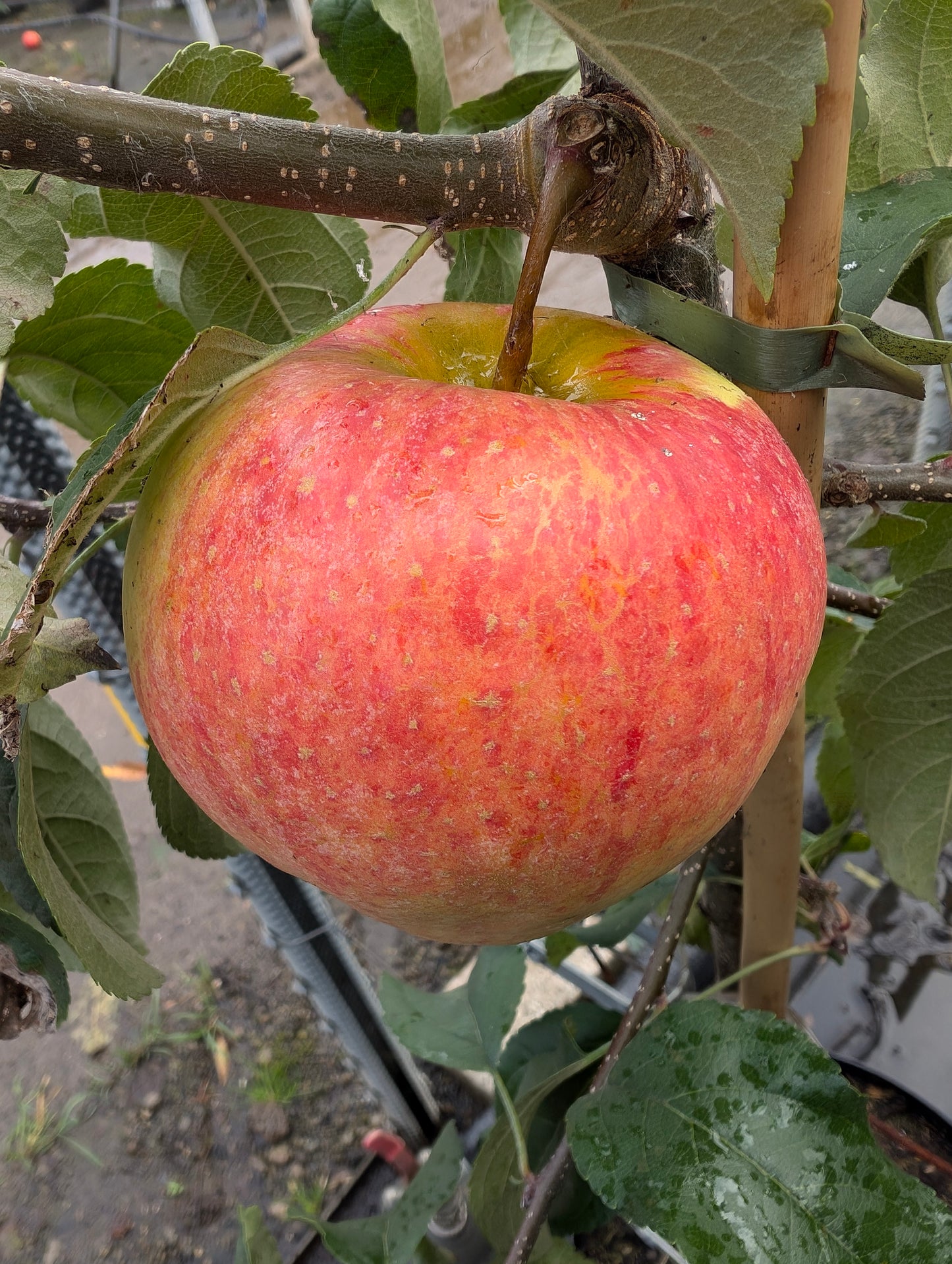 Duo-Apfel Korbiniansapfel mit Goldparmäne, zwei Sorten auf einem Stamm