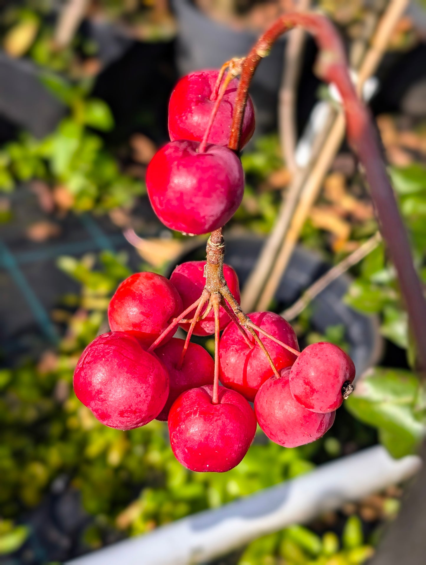Zierapfel Malus domestica 'Red Sentinel'