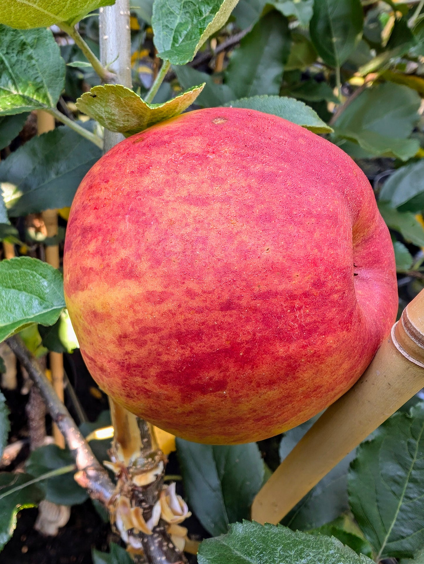 Winterrambour, Malus domestica