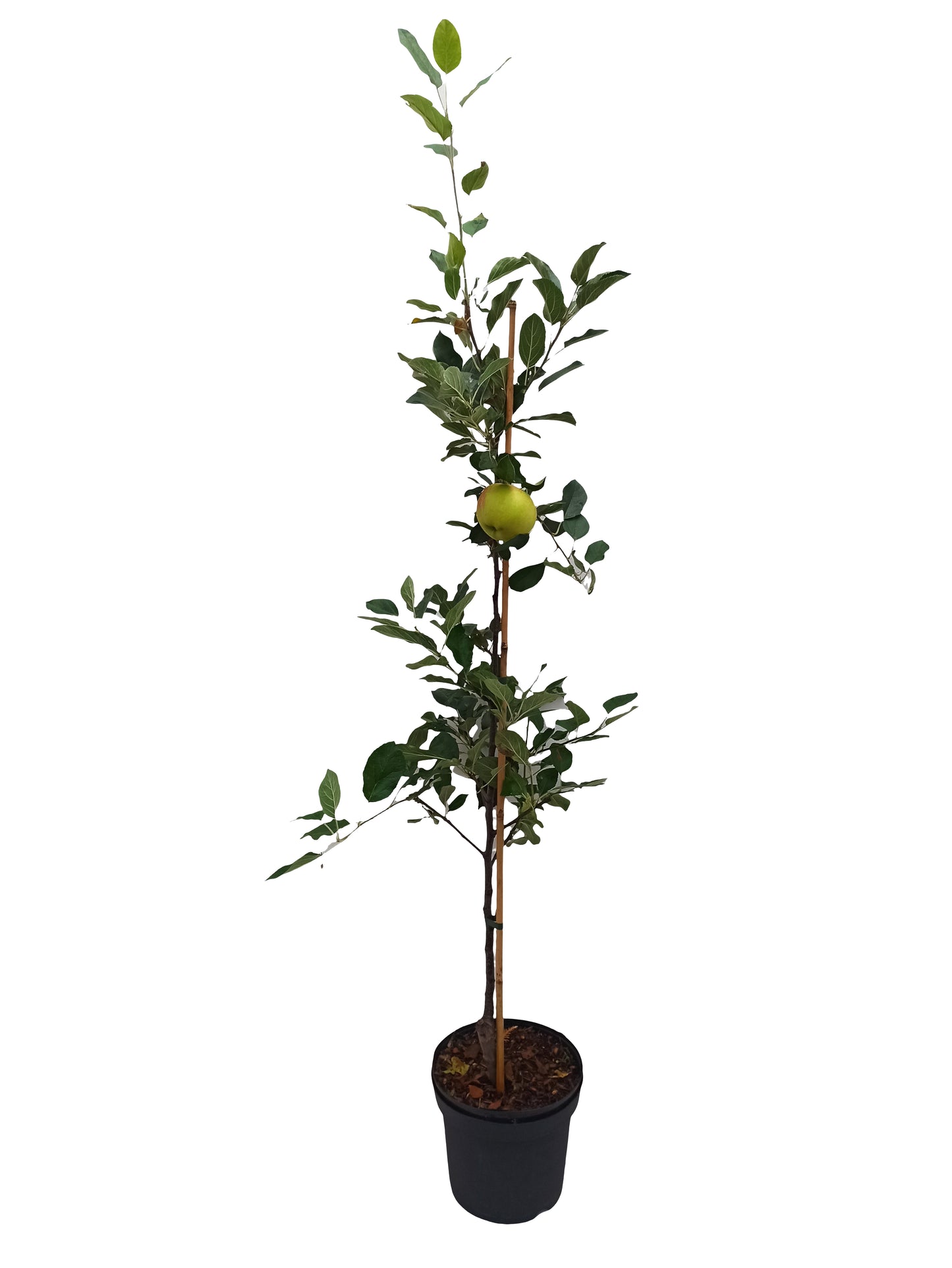 Apfelbaum Ingrid Marie – alte Sorte – aromatisch, robust, winterhart)