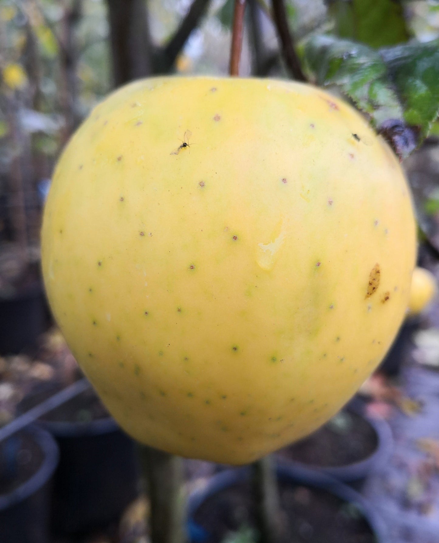 Duo-Apfel Mantet und Sir Prize