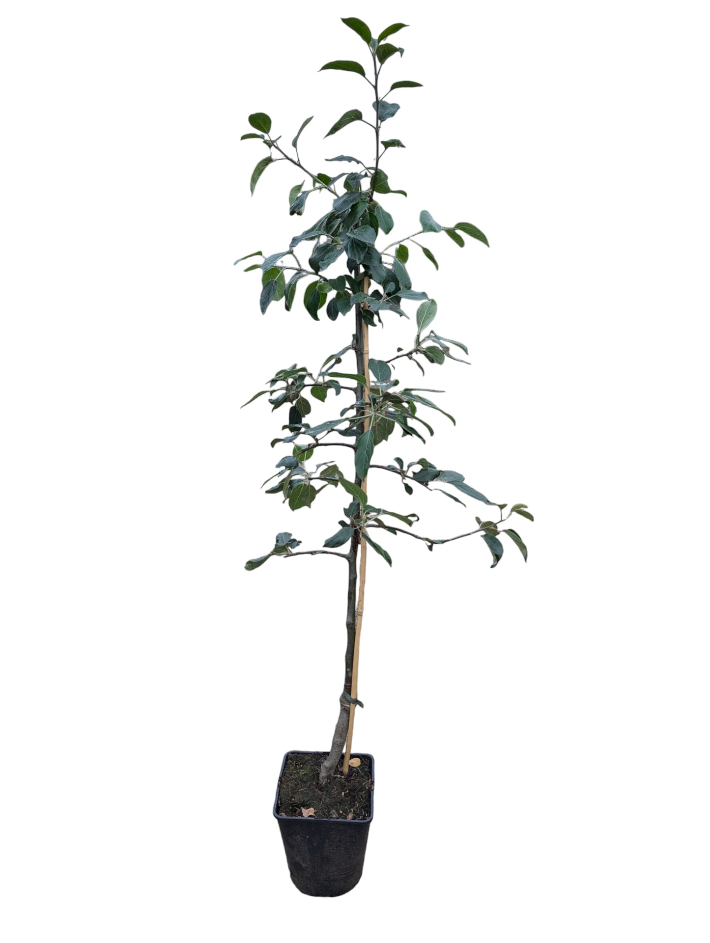 Apfel Elstar