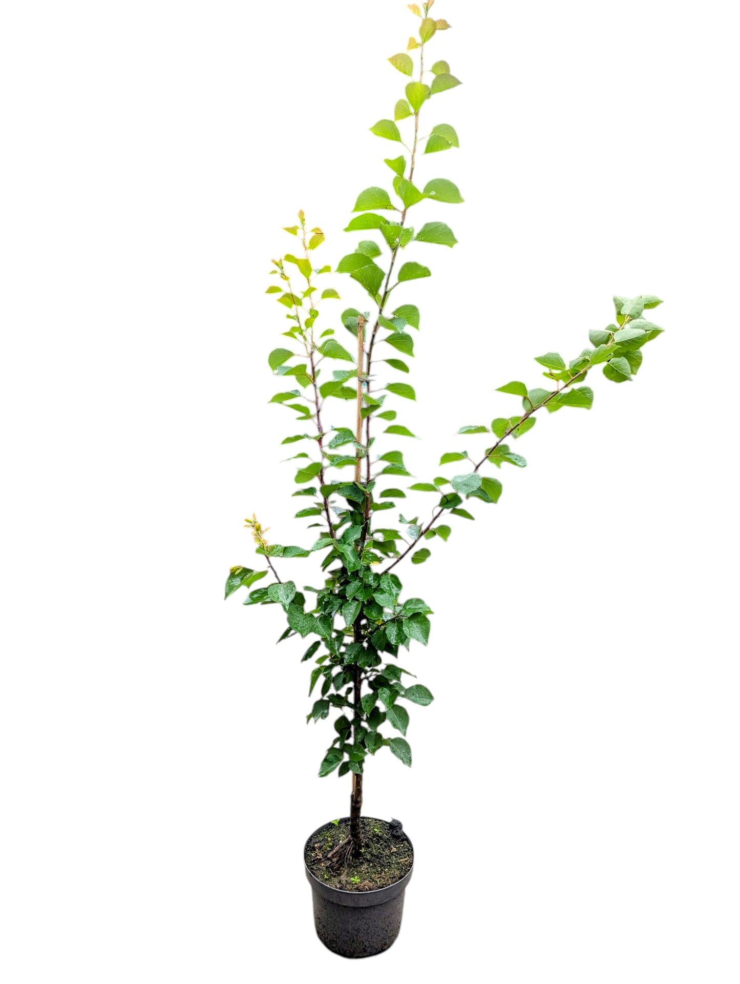 Aprikose 'Heidesheimer'