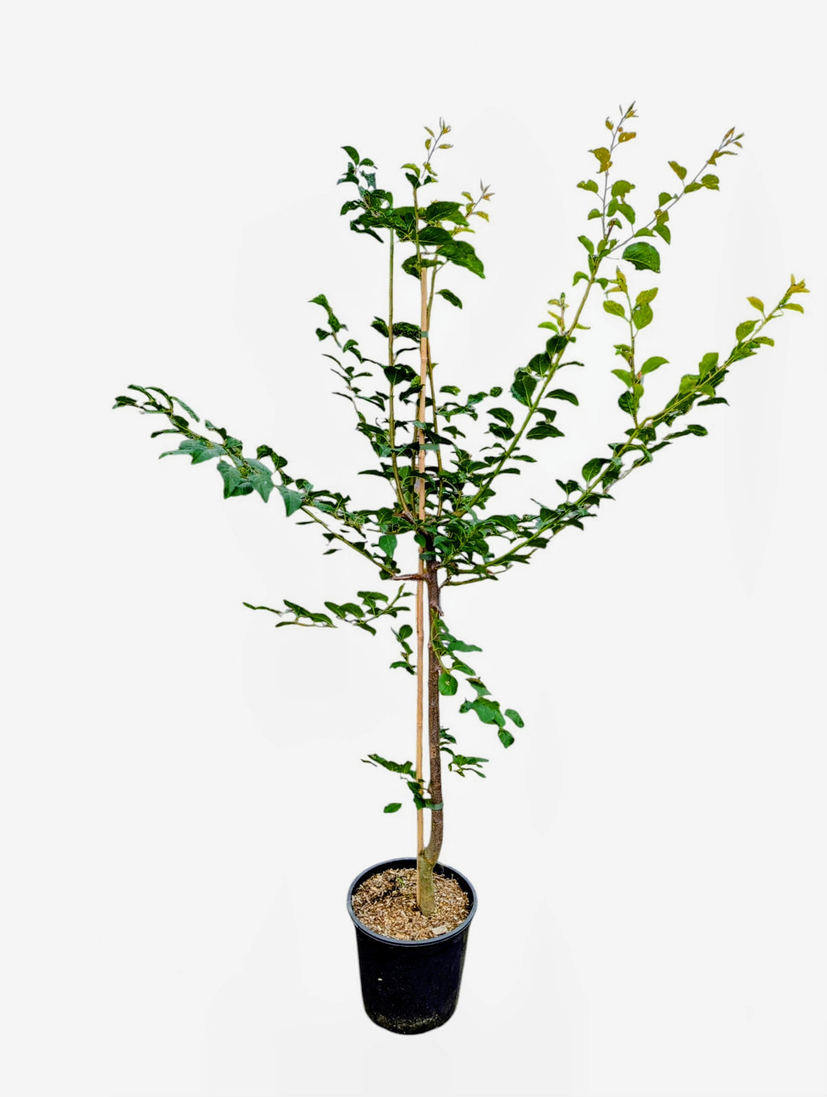 Aprikyra® XL-Pflanze– Aprikosen-Pflaumen-Hybride mit Kirscharoma | Winterhart | Ertragreich | Exklusive Obstneuheit
