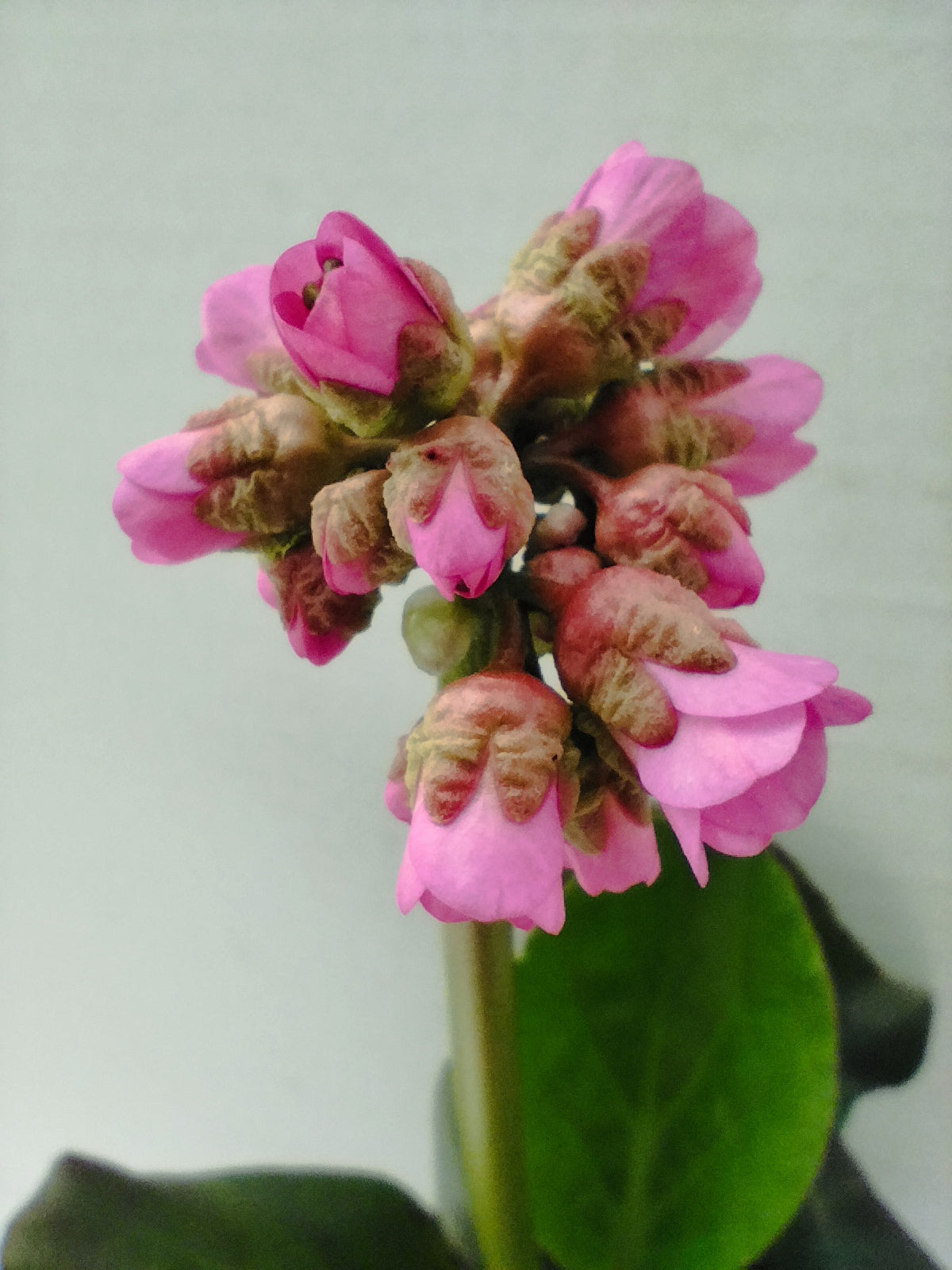 Bergenia, Bergenie , Set 6 Pflanzen im Tb 9cm