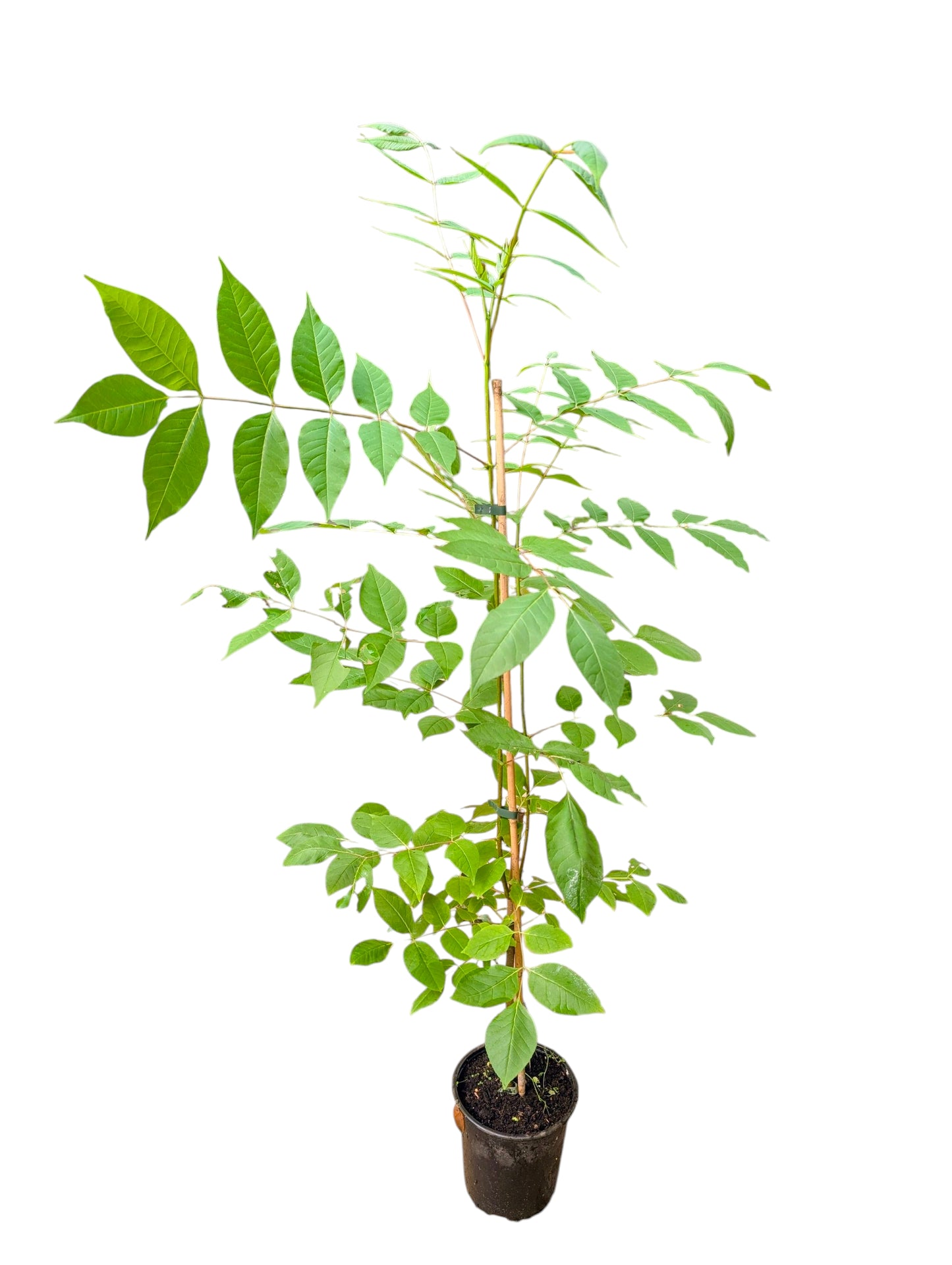 Bienenbaum, Tetradium daniellii, Duftesche