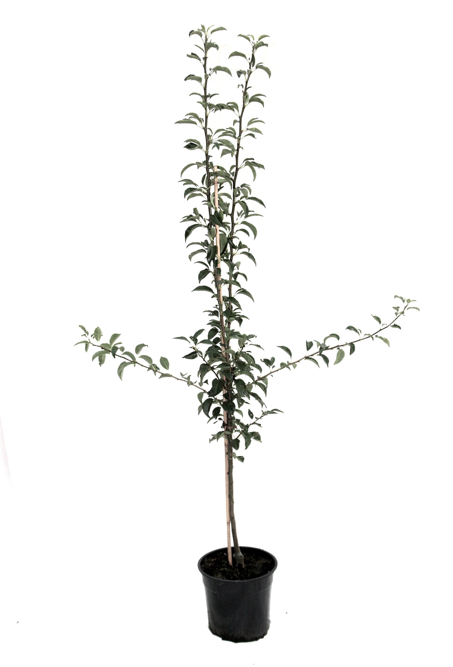 Birnenbaum Harrow Sweet® – Große süße Herbstbirnen | Pyrus communis | Ertragreich | Feuerbrandresistent