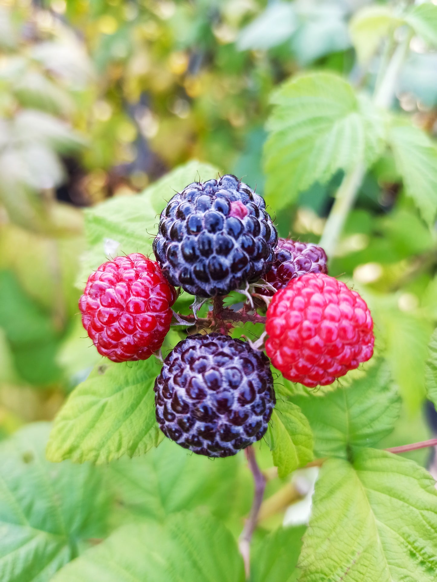 Schwarze Himbeere 'Black Jewel'