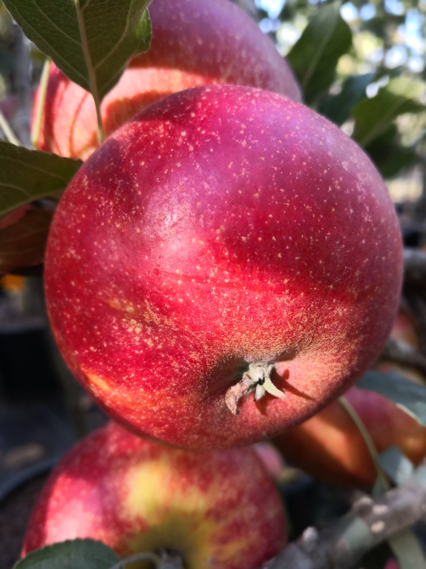„Säulenapfel Lopini – Platzsparender Apfelbaum für Balkon & Garten | Winterhart