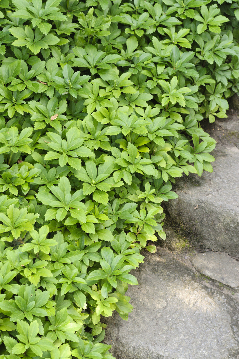 Dickmännchen Pachysandra terminalis 5 Pflanzen