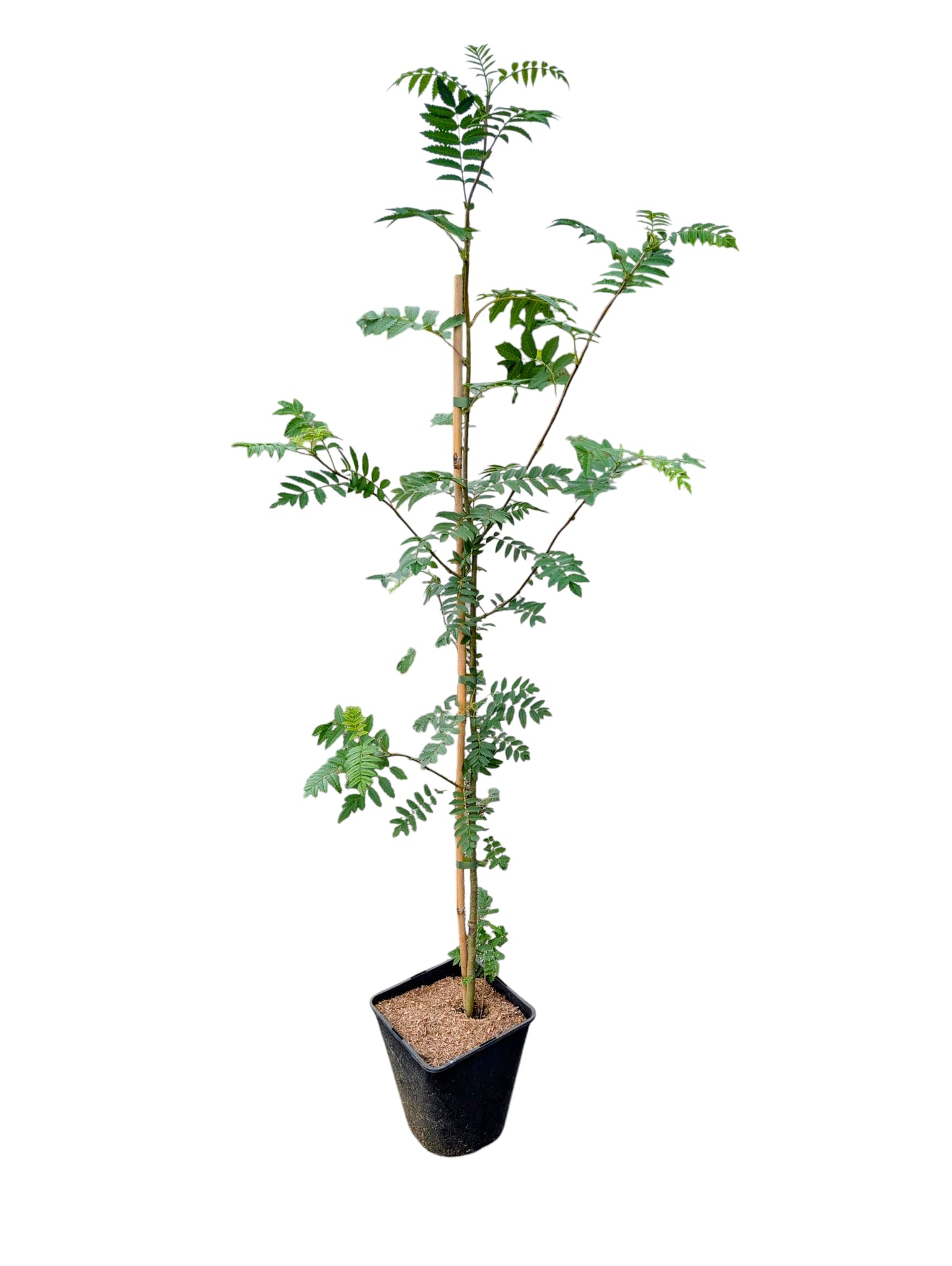 Eberesche-Vogelbeere Klimabaum