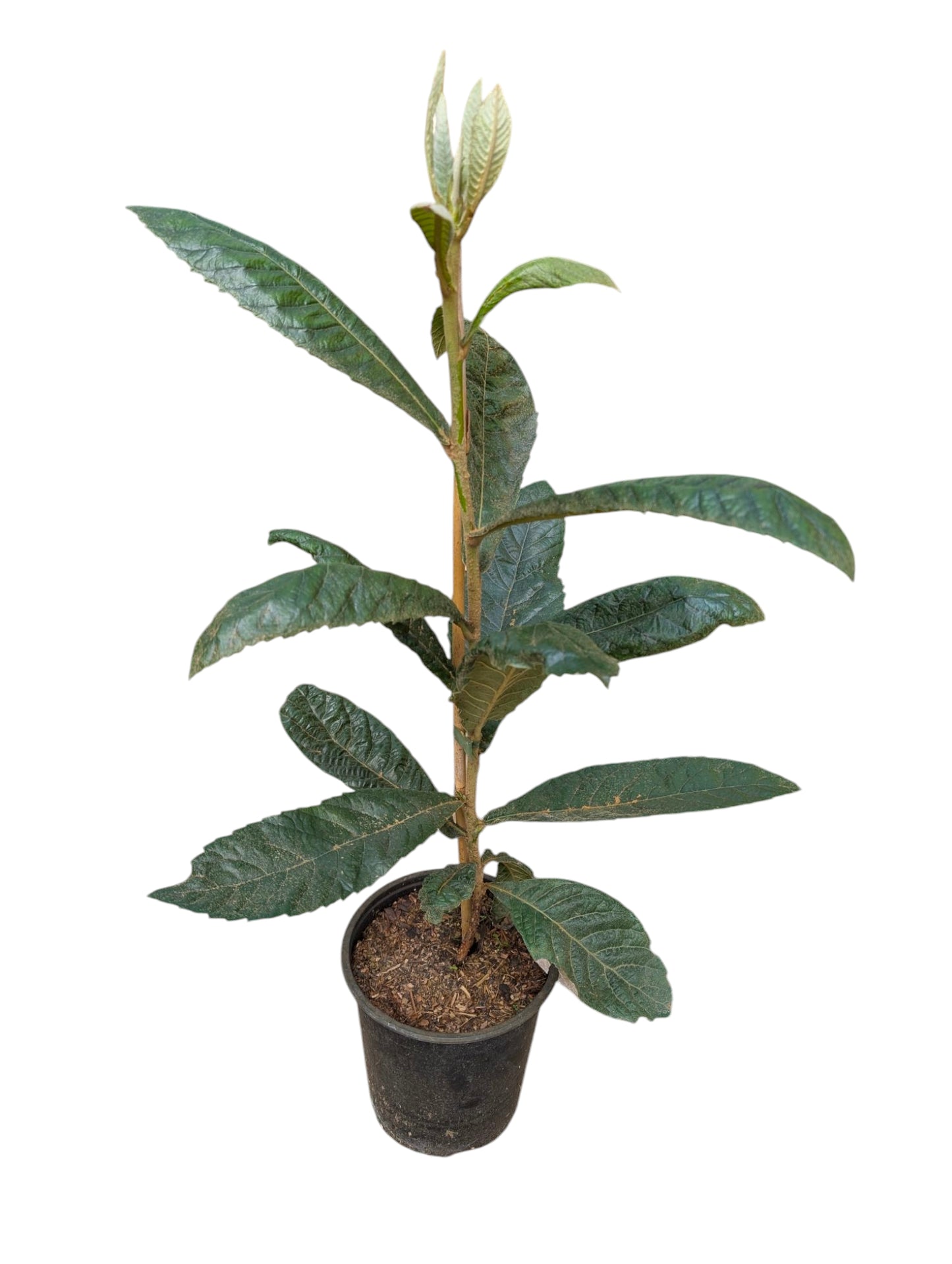 Wollmispel Eriobotrya japonica