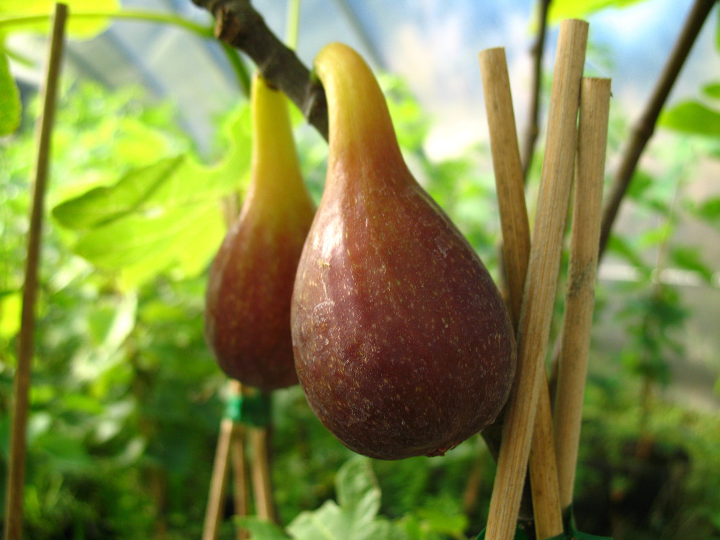 Feigenbaum ‘Morena’ – Ficus carica | Süße dunkle Feigen | Winterhart & ertragreich | Mediterrane Feige für Garten & Kübel