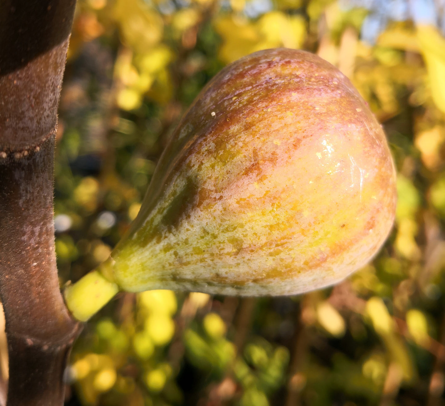 Afghanische Gebirgsfeige 'Nuristan'