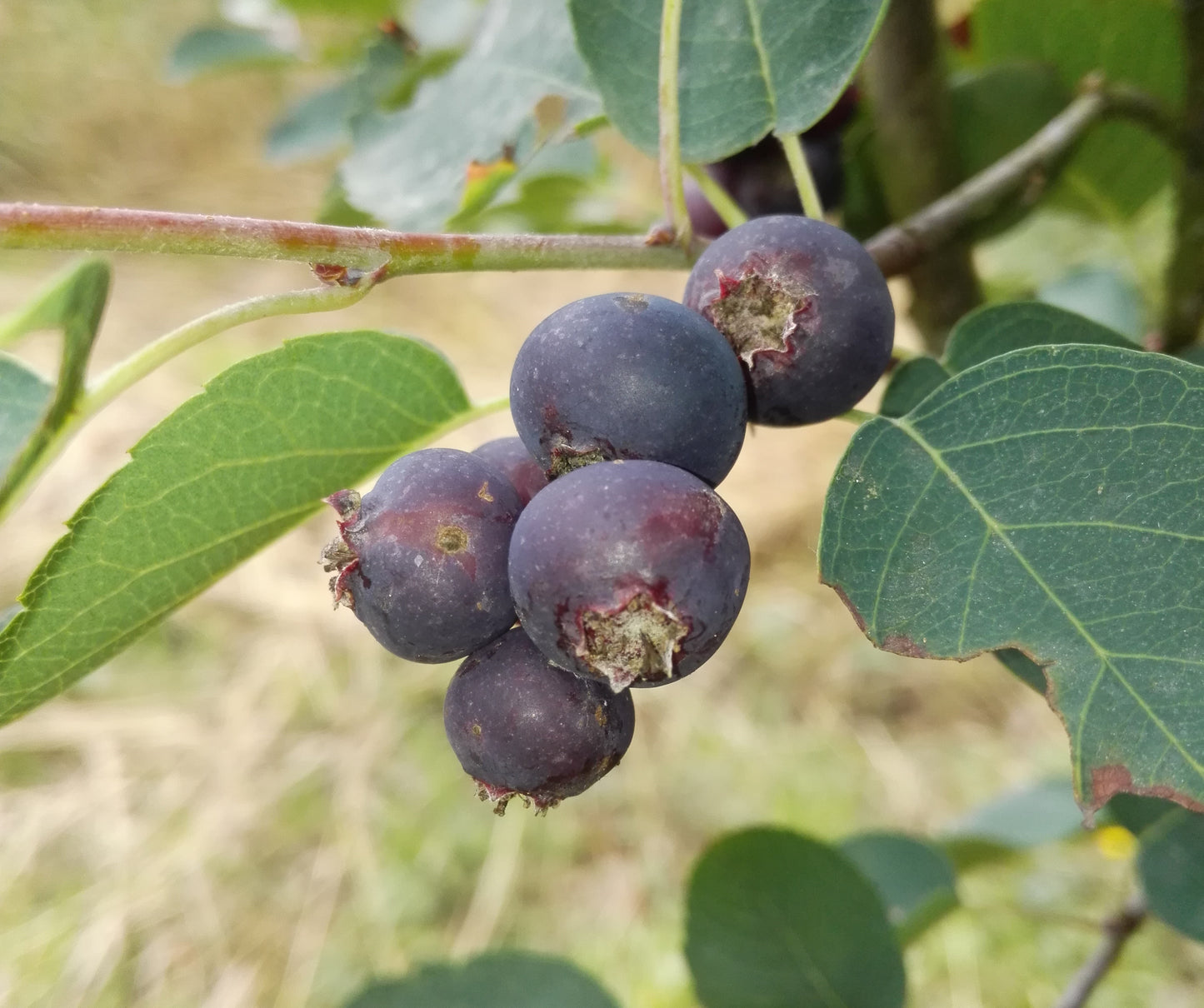 Felsenbirne Northline (Amelanchier alnifolia) – Großfrüchtige, winterharte Felsenbirne mit süßen Früchten