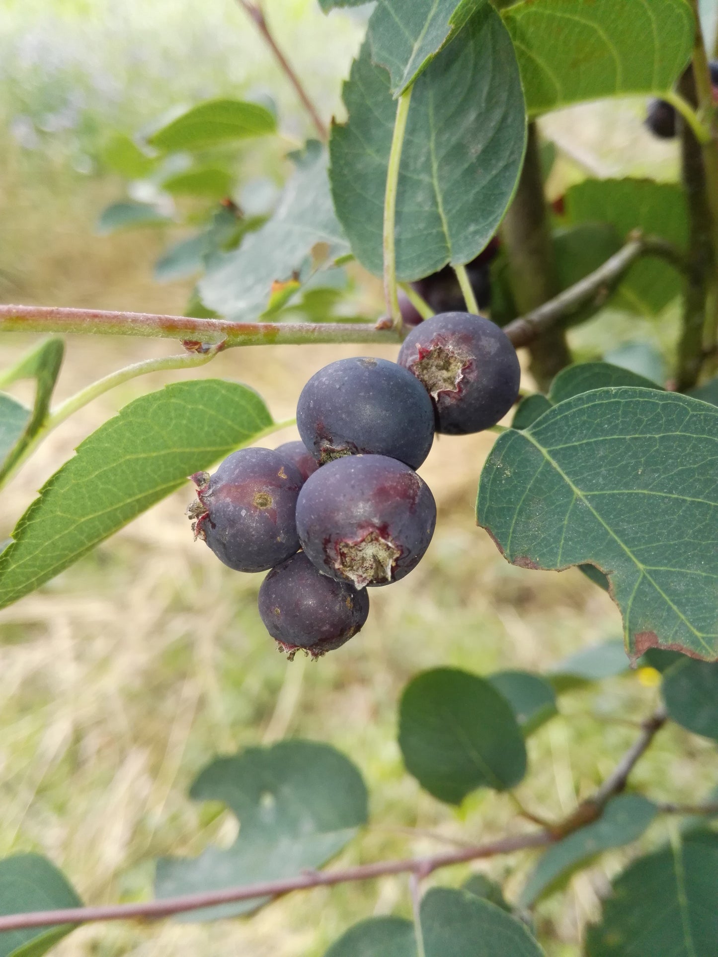 Amelanchier lamarkii 'Greatberry Aroma, großfruchtige Felsenbirne