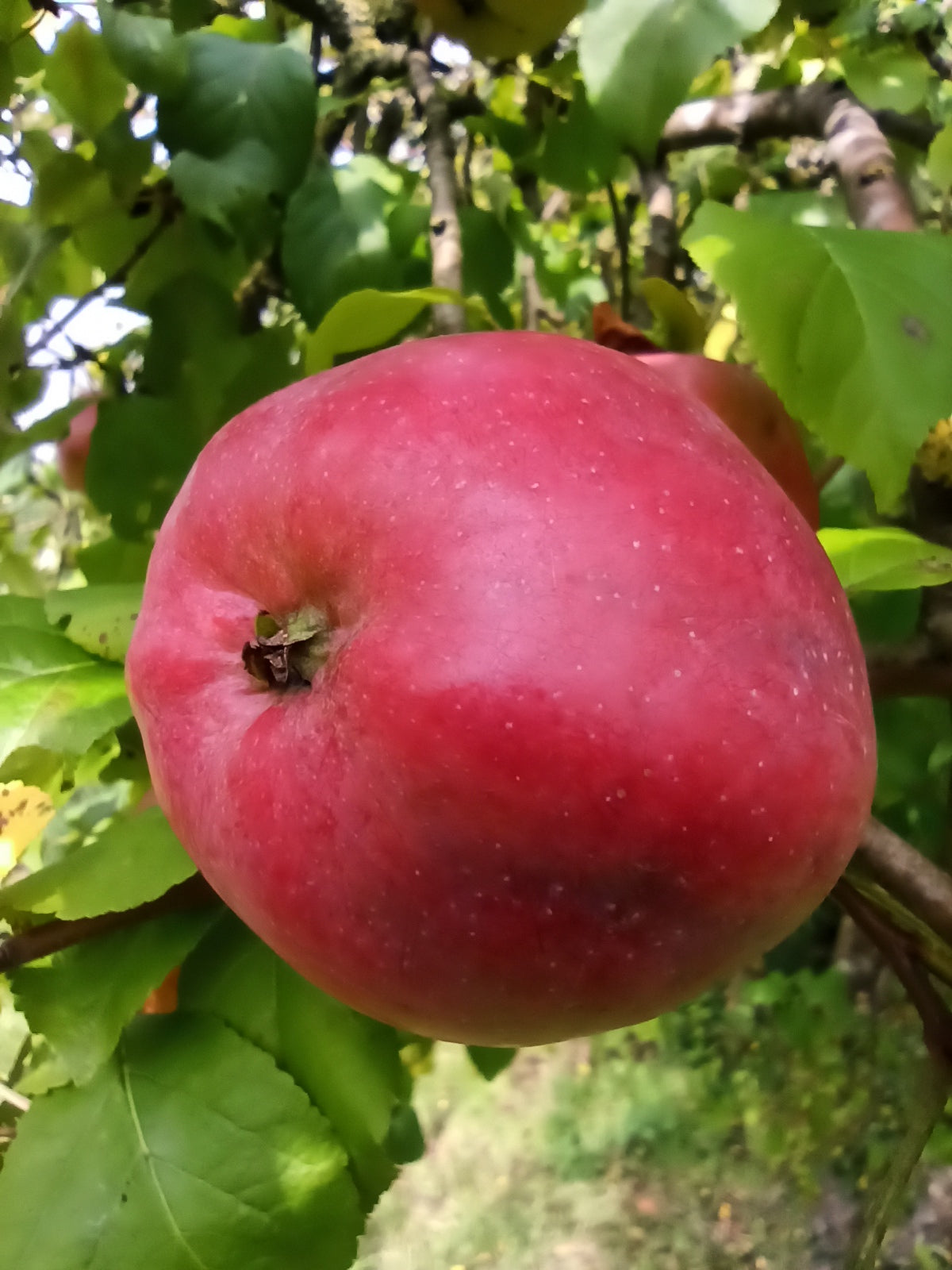 Duo-Apfel Mantet und Sir Prize