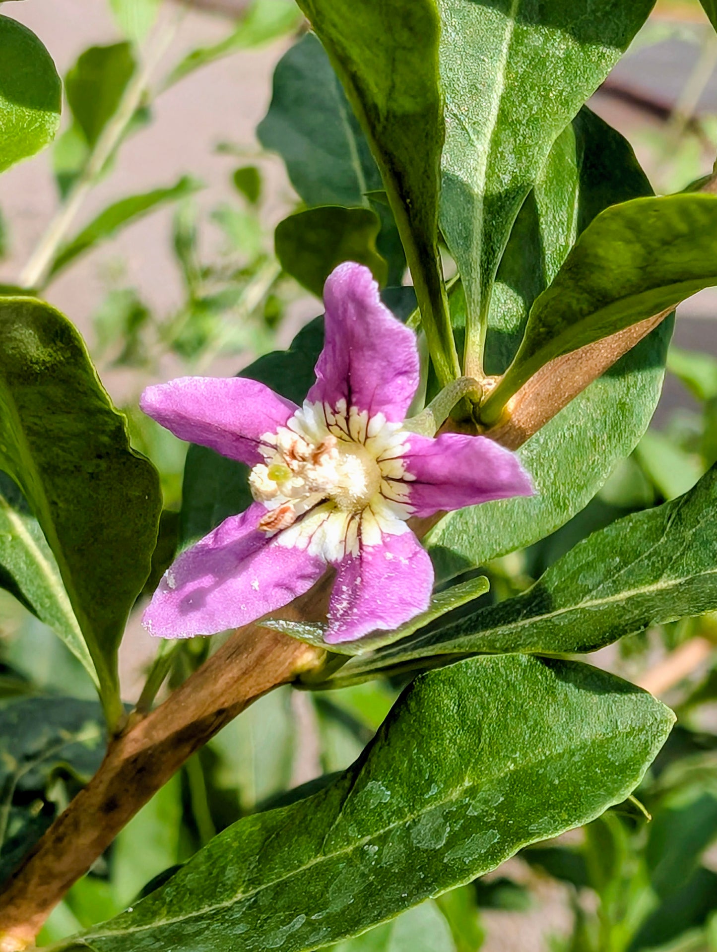 Gojibeere, Lycium barbarum