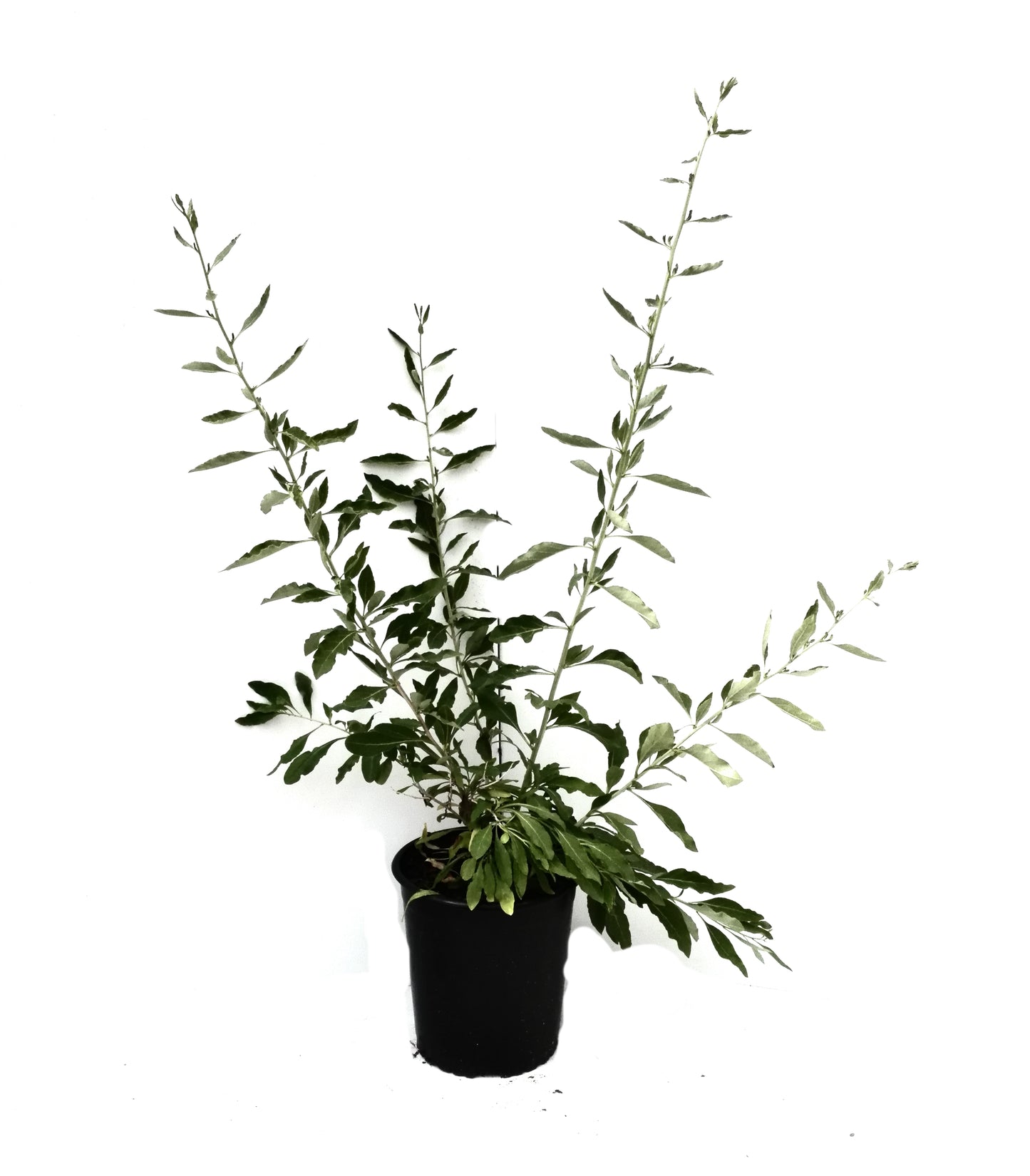Gojibeere, Lycium barbarum