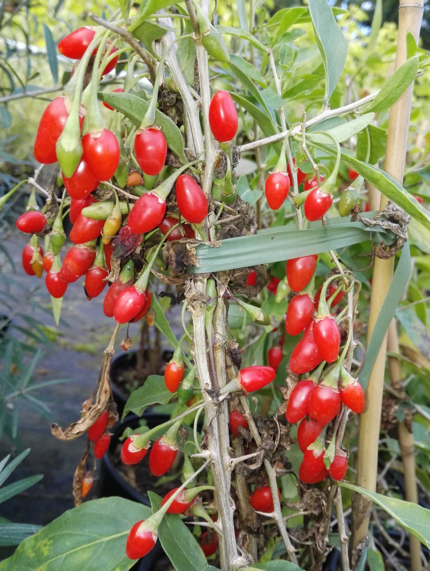 Gojibeere, Lycium barbarum