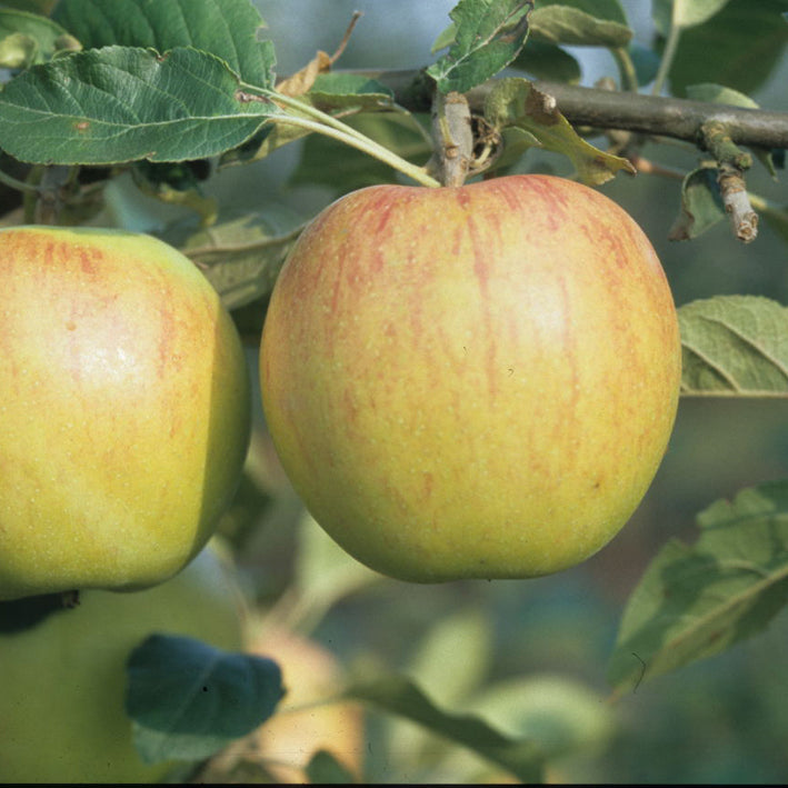 Duo-Apfel Korbiniansapfel mit Goldparmäne, zwei Sorten auf einem Stamm