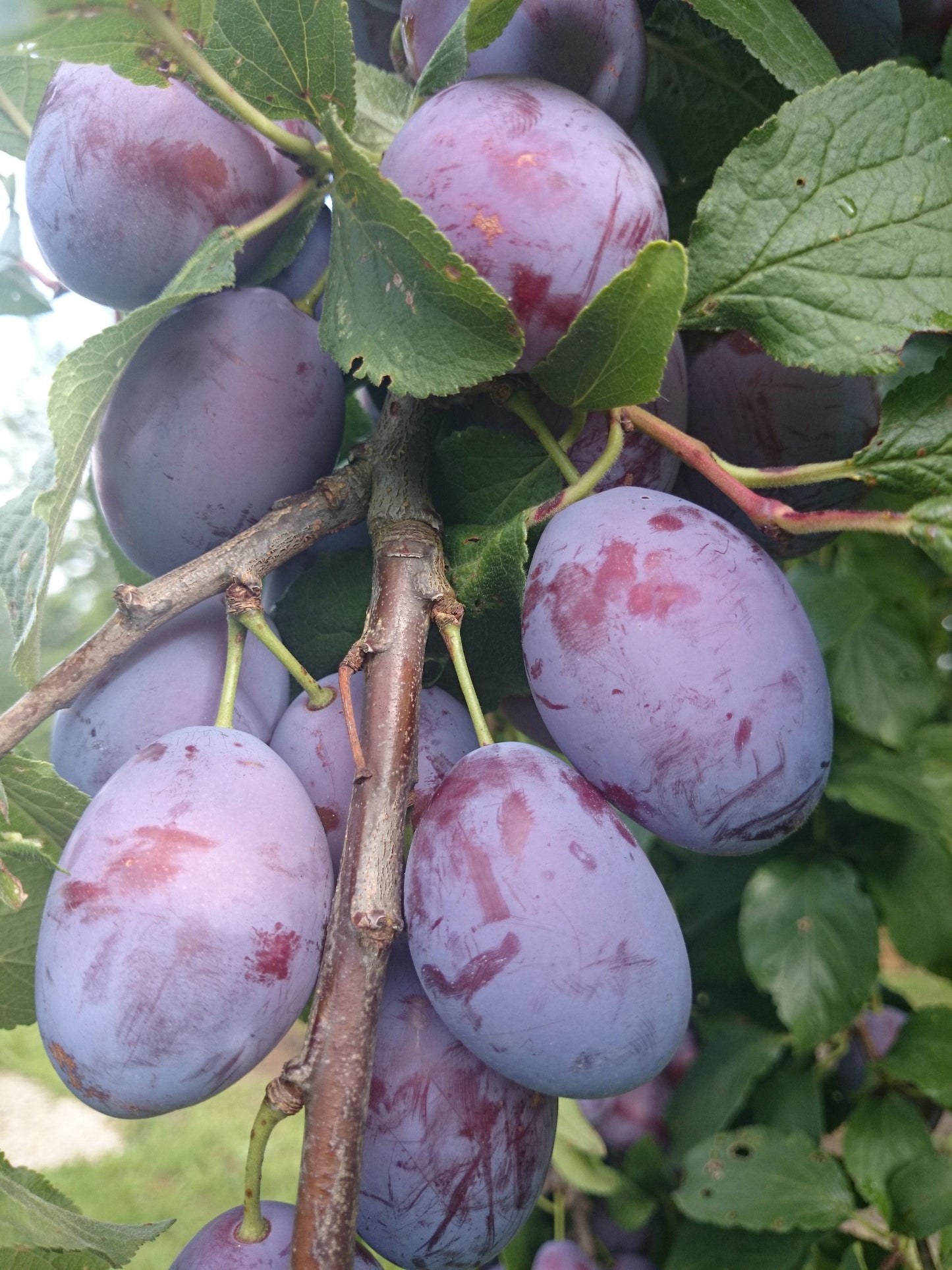 Hauszwetsche – Zwetschgenbaum, reichtragend & aromatisch, Obstbaum