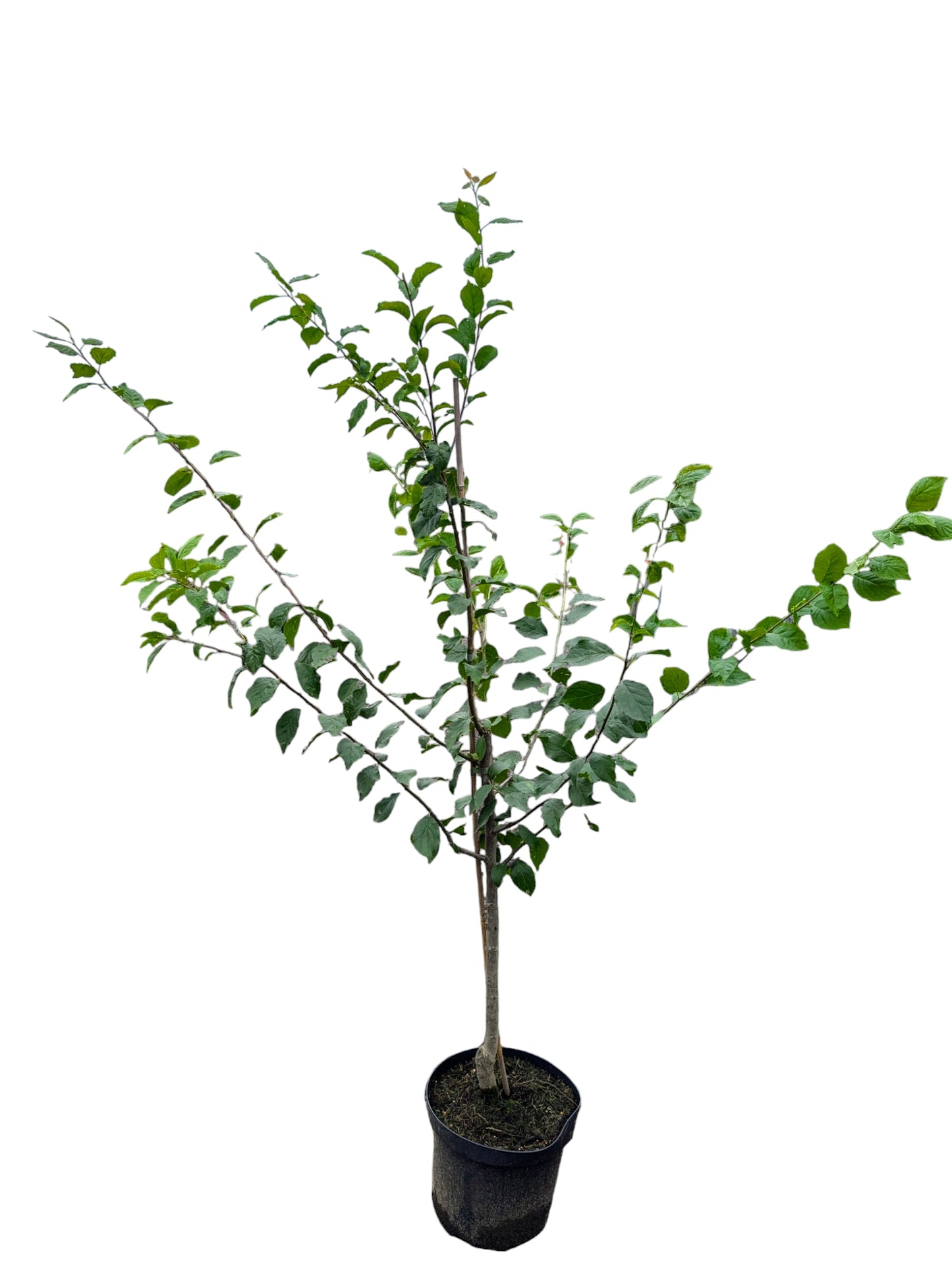 Löhrpflaume, Prunus domestica Löhrpflaume