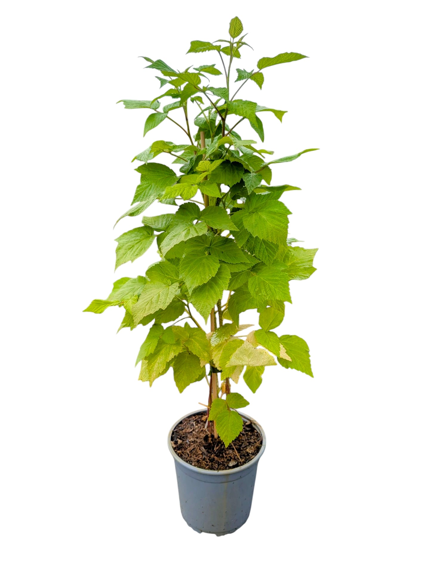 Himbeere Saxa Record – ertragreiche, aromatische Sommerhimbeere für den Garten