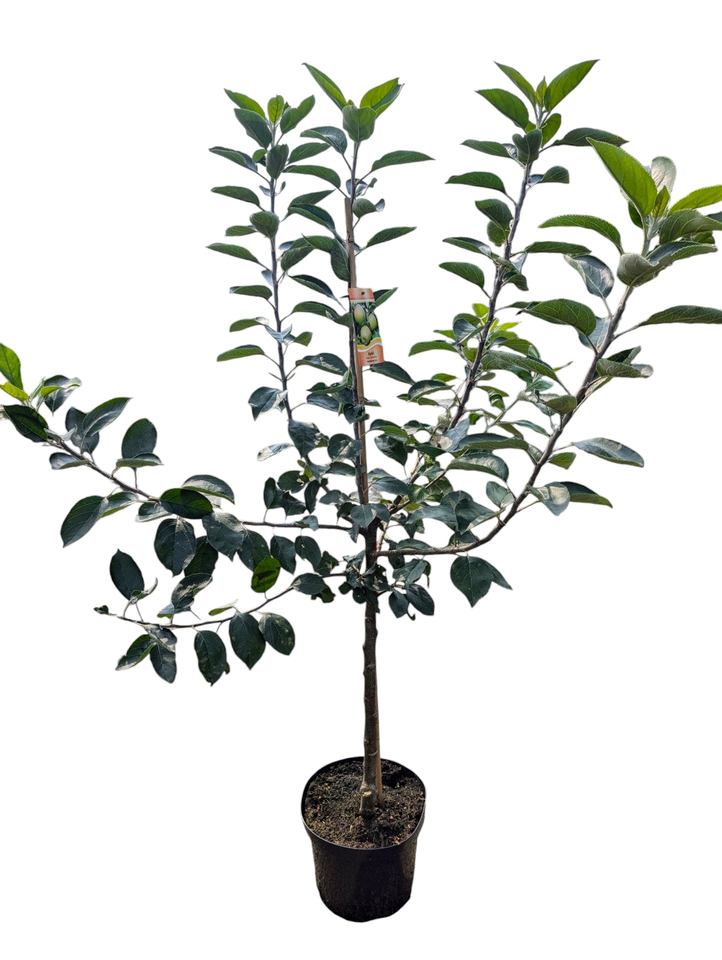 Apfel "Ingrid Marie"