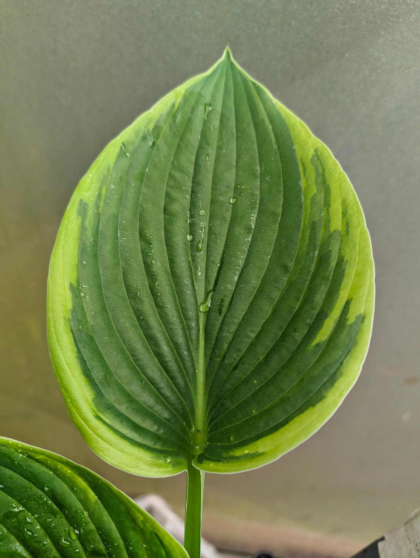 Hosta x fortunei Aureomarginata