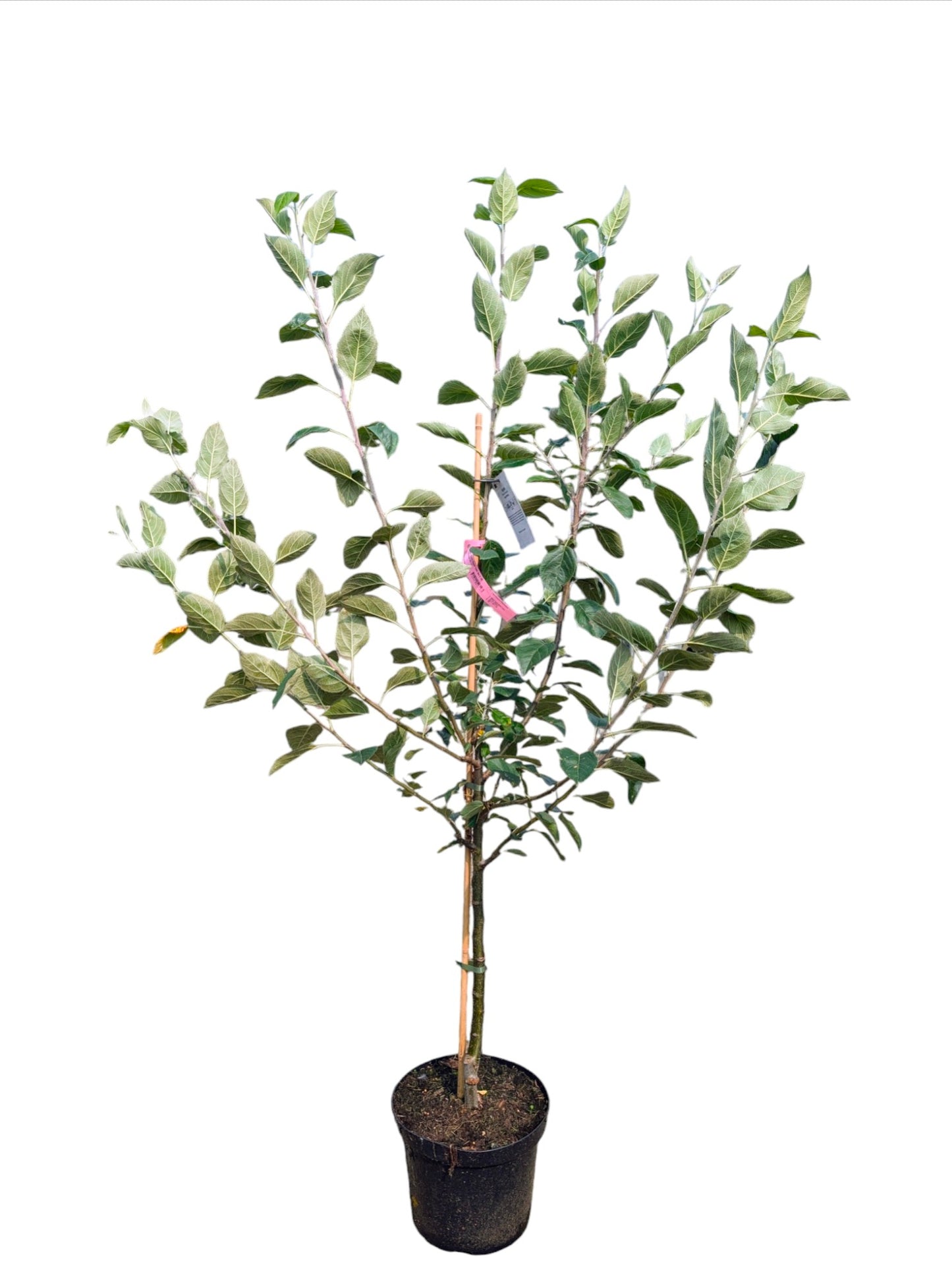 Apfel "Roter James Grieve"