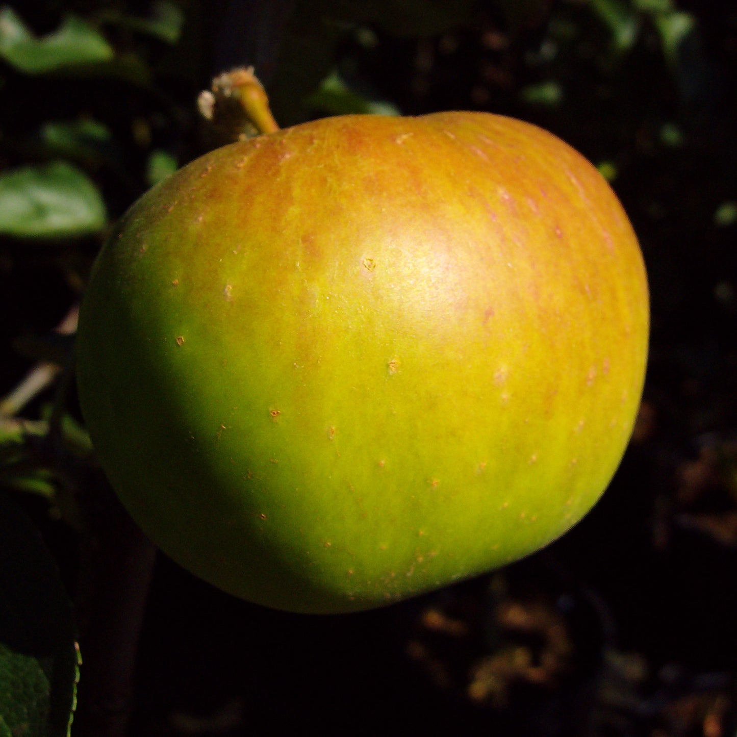Malus domestica 'Dabinette' Cidre-Apfel