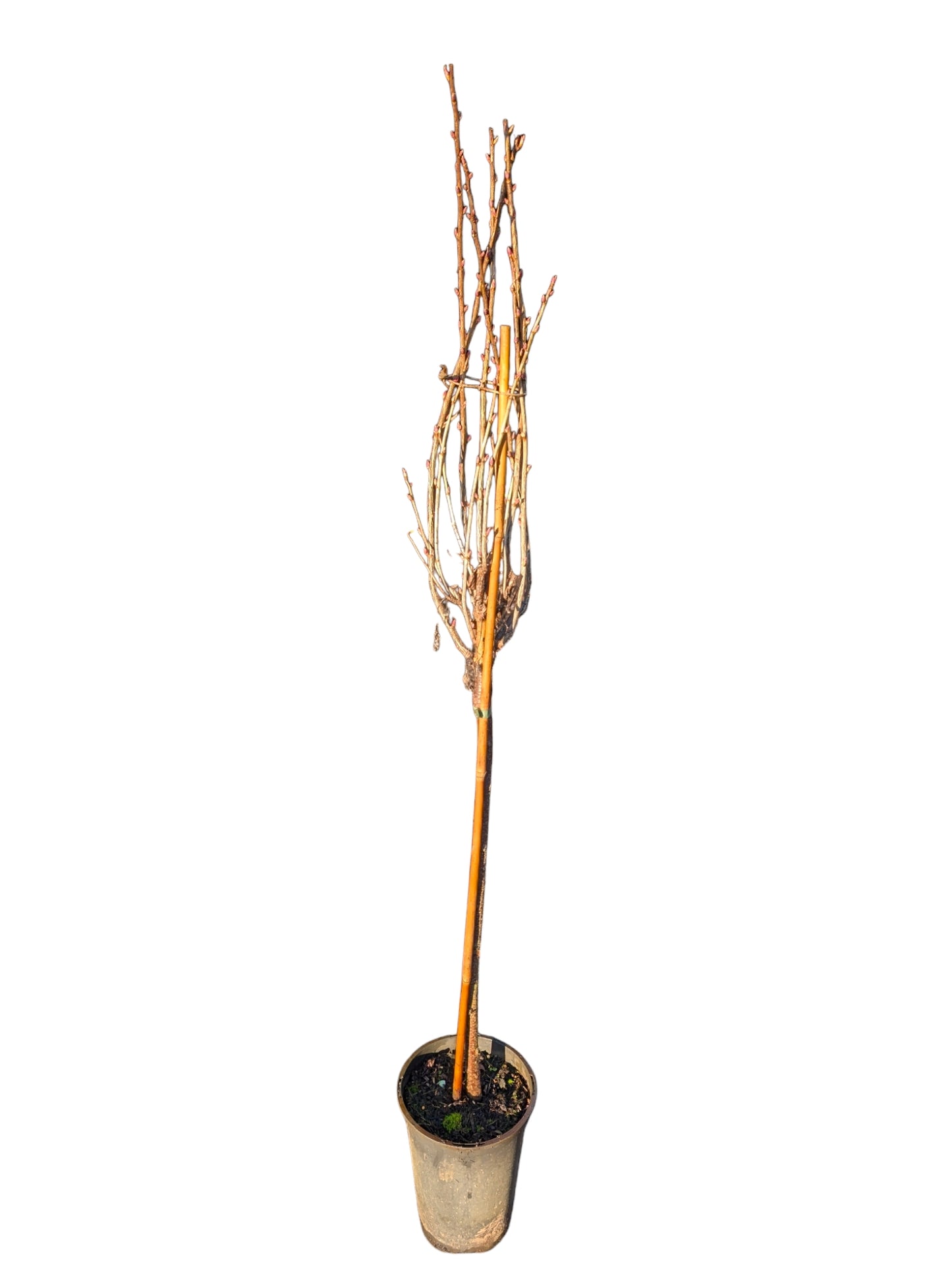 Johannisbeere 'Titania'