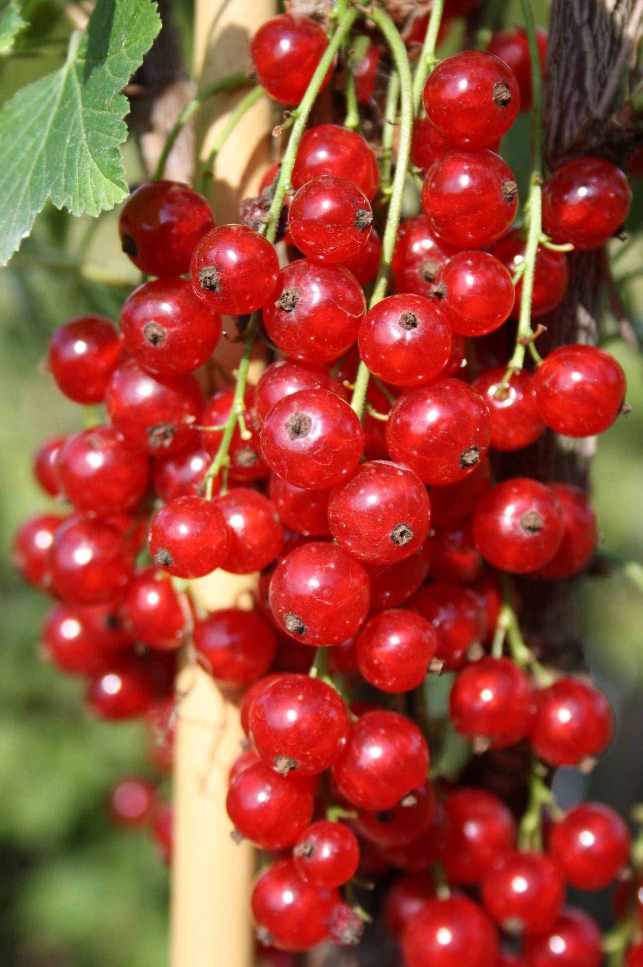 Johannisbeere Red Start – frühe rote Sorte, sehr ertragreich