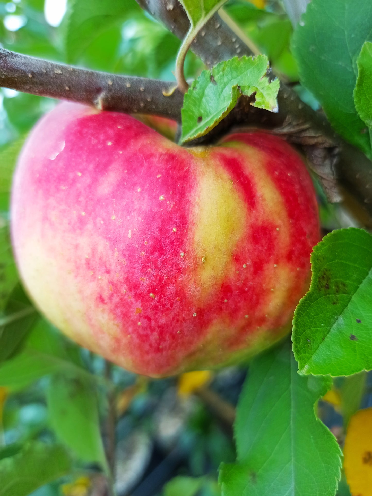 Apfel-Duo Blauer Kölner/ Karneval