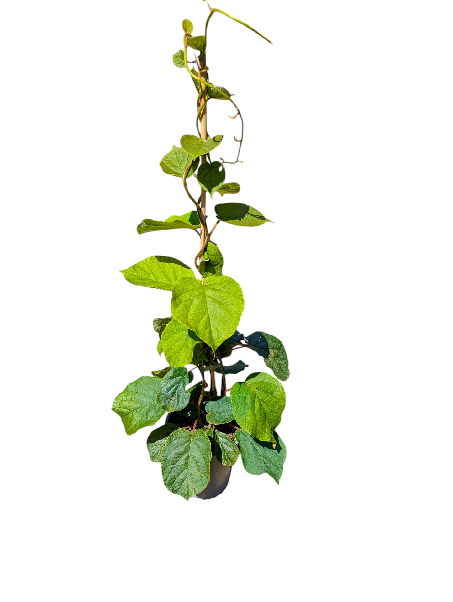 Kiwi Herma selbstfruchtbar Actinidia