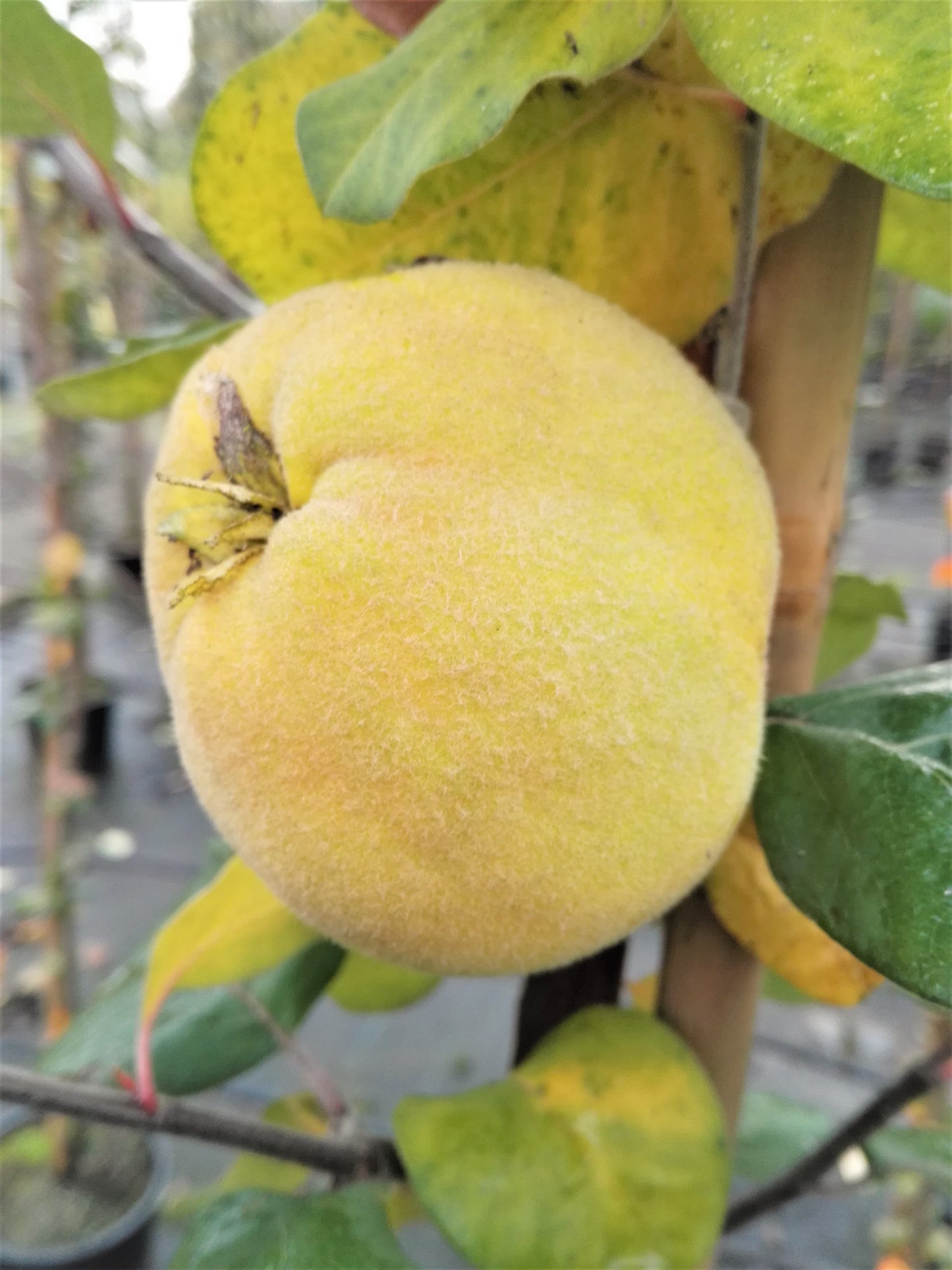 Konstantinopeler Apfelquitte