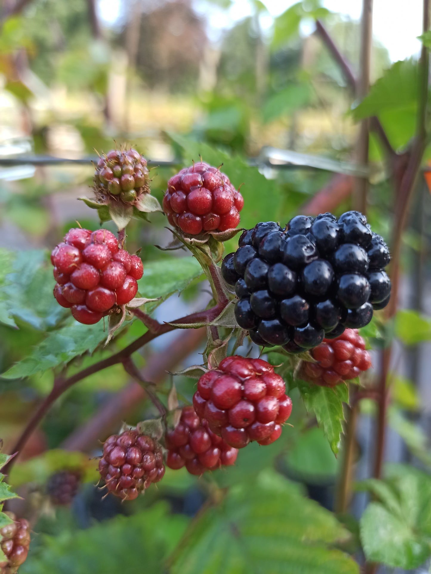 Brombeere 'Loch Tay'