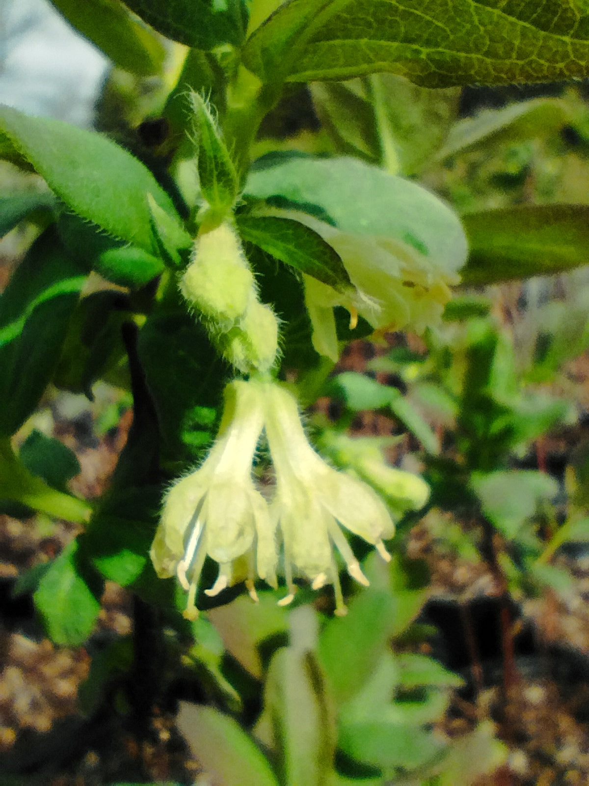 Sibirische Blaubeere 'Honeybee'