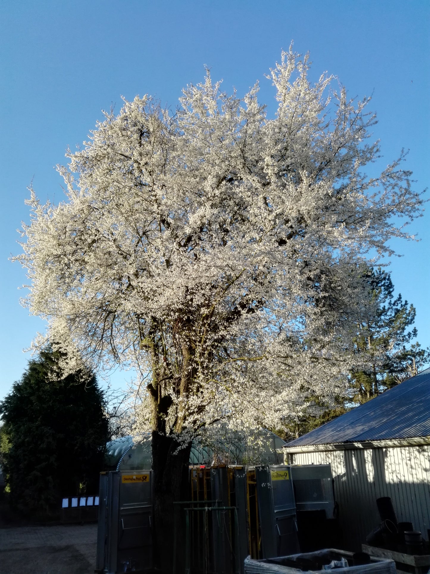 Duo-Baum 'Bunte Kirschpflaume Milanka' / Schlehe 'Reto'
