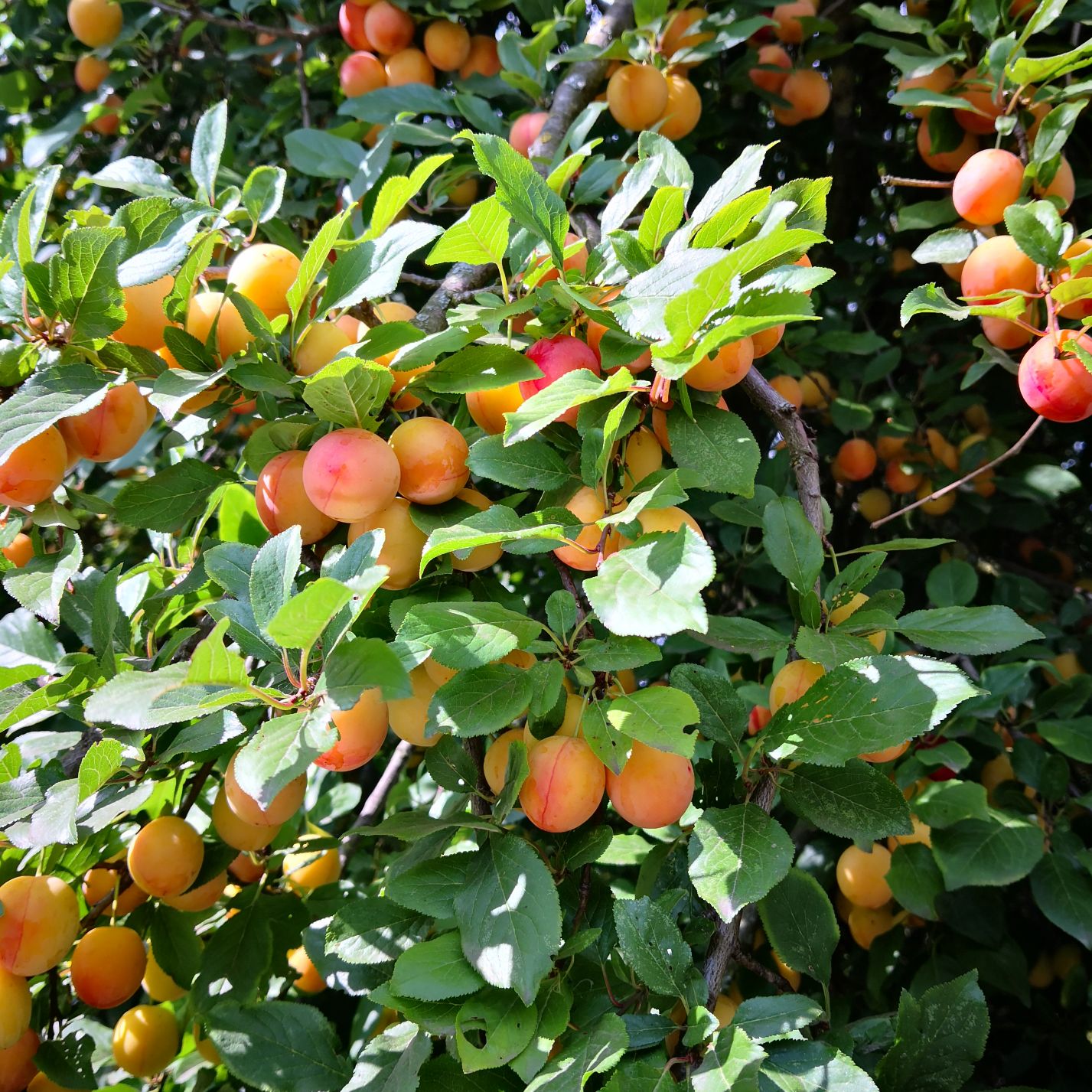 Duo-Baum 'Bunte Kirschpflaume Milanka' / Schlehe 'Reto'
