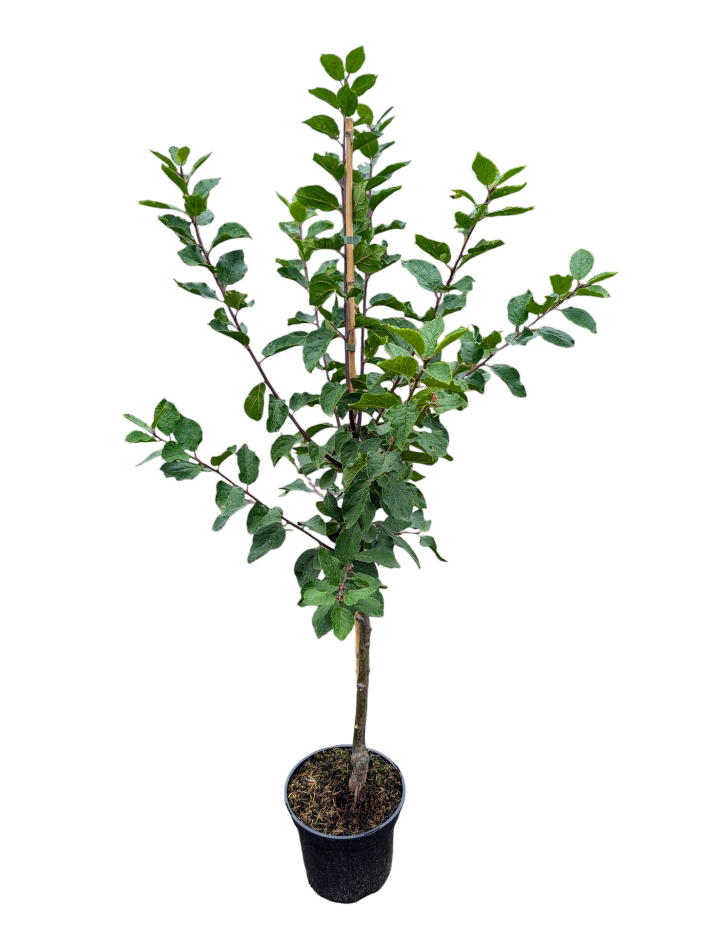 Mirabelle Bellamira – robuster Obstbaum, große aromatische Früchte, reichtragend