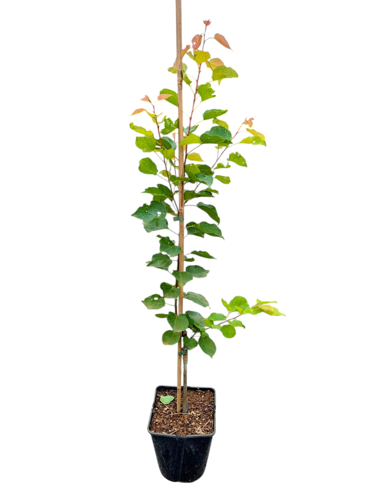 Aprikose 'Mombacher Frühe'