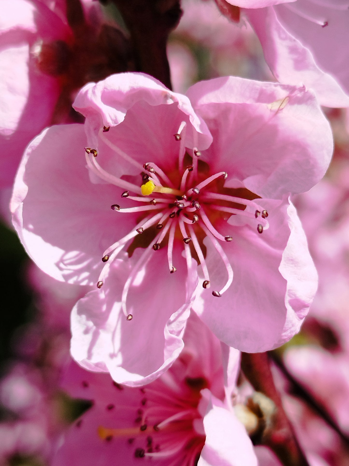 Nektarine 'Fantasia'