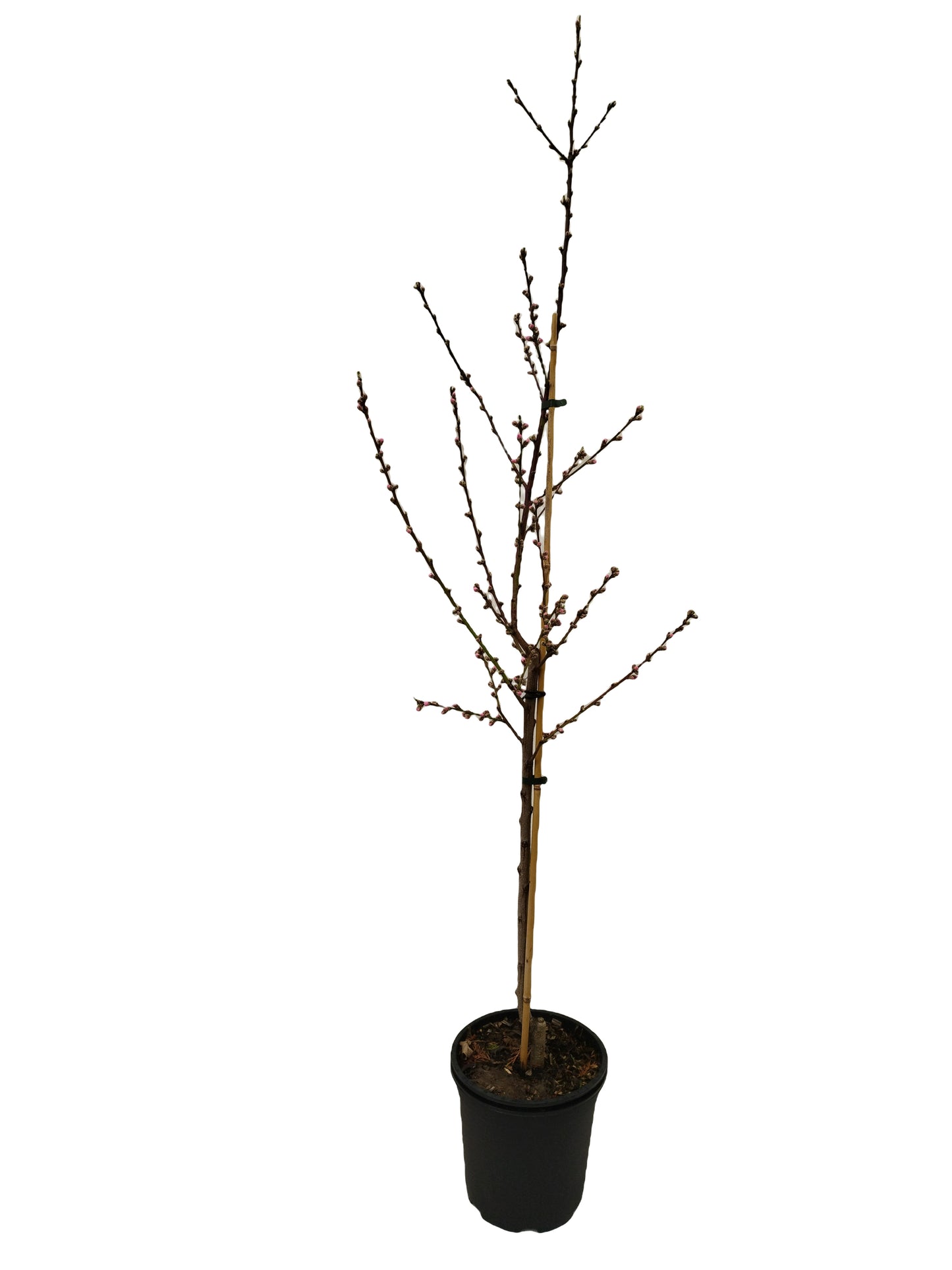 Nektarine 'Fantasia'