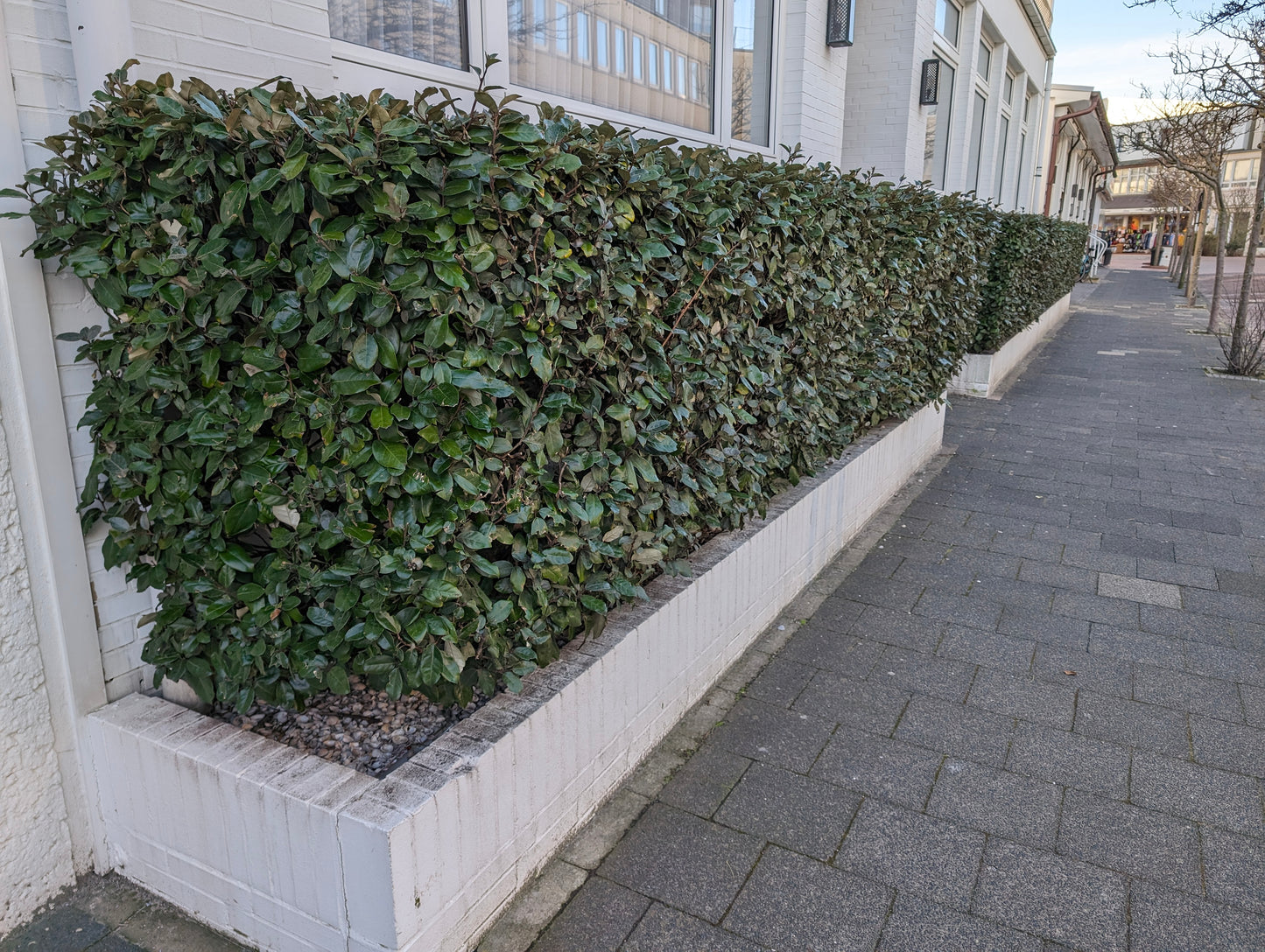 Winterharte Ölweide Elaeagnus ebbingei 'Compacta'