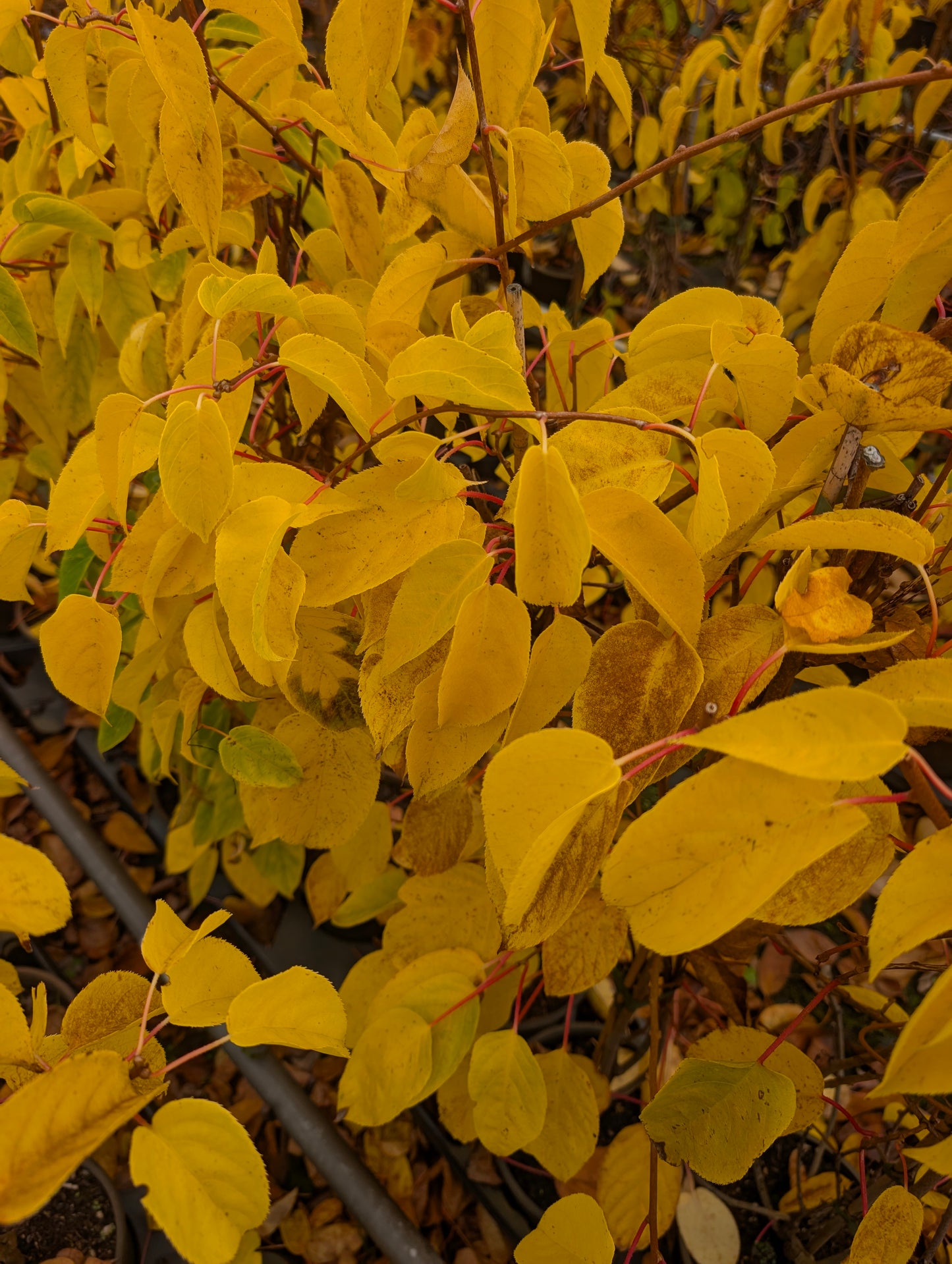 Kiwi 'Rote Bayernkiwi' Kens Red weiblich