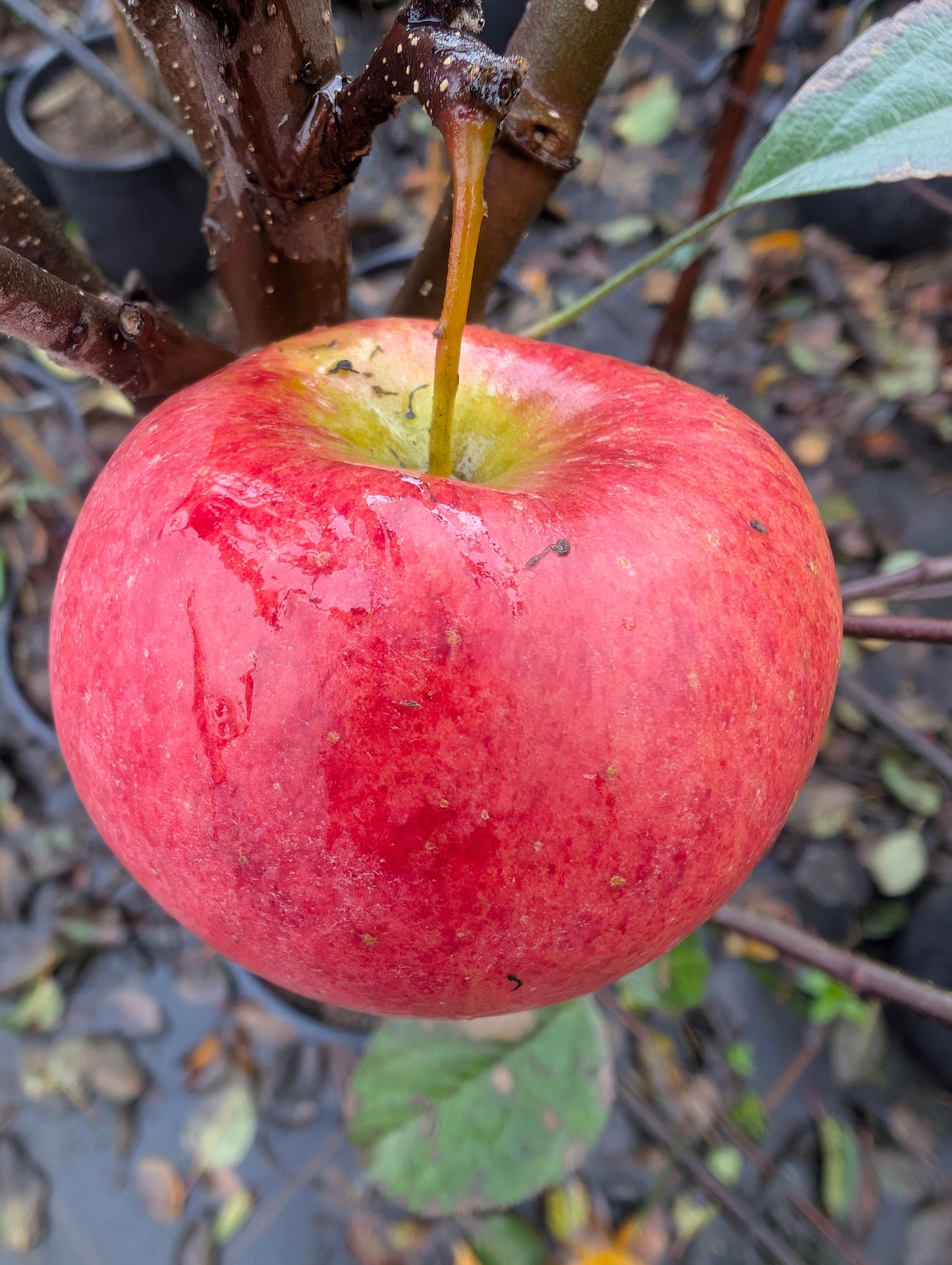 Braeburn Apfelbaum – knackiger, süß-säuerlicher Herbstapfel , | robuste Sorte, hoher Ertrag, lagerfähig