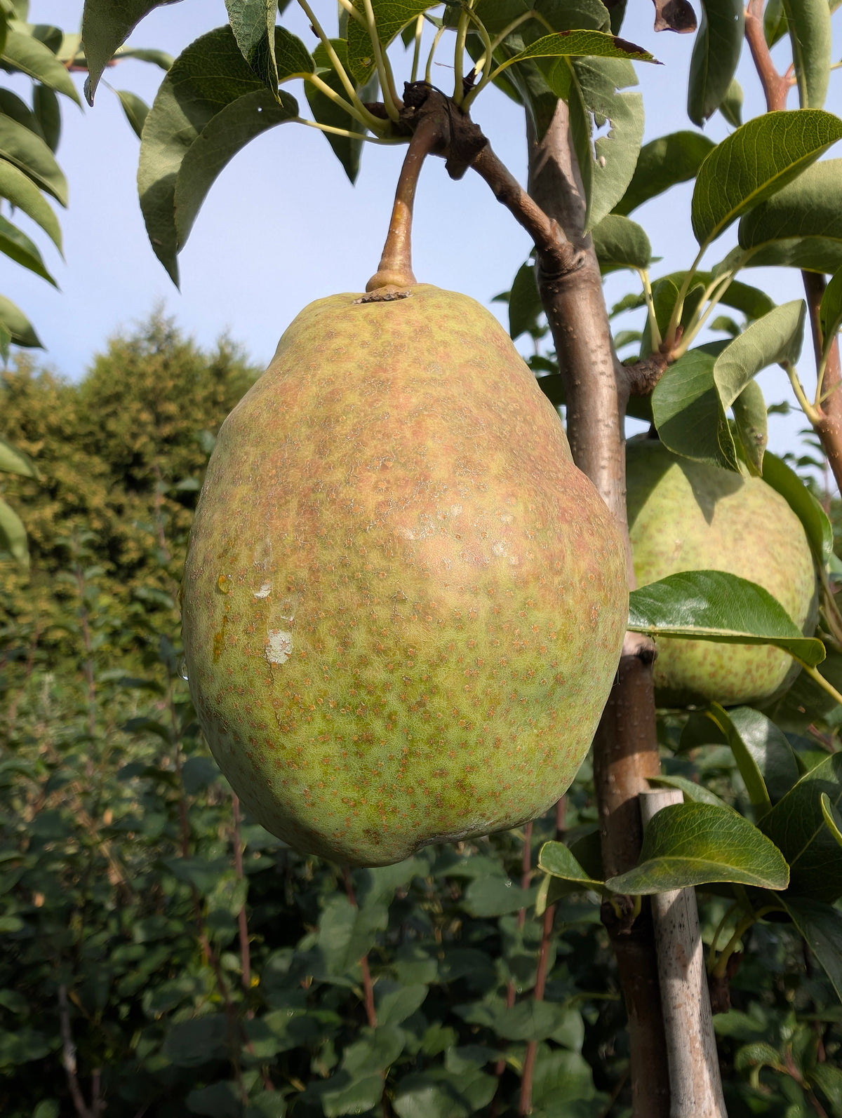 Birne ‘Köstliche von Charneux’ – aromatische, saftige Herbstbirne mit feinem Geschmack